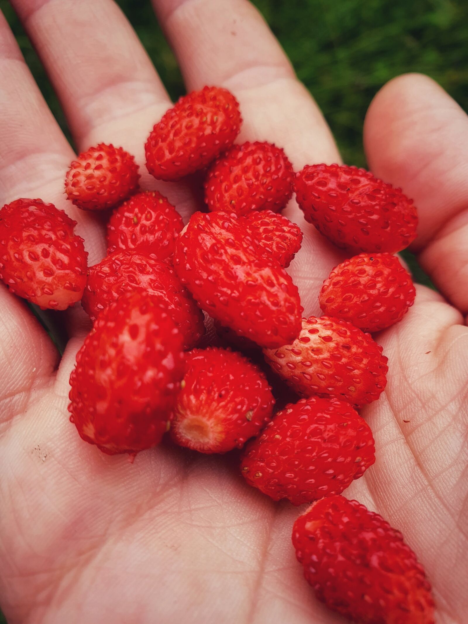 Samsung Galaxy S10 sample photo. Wild strawberry, palm, hand photography