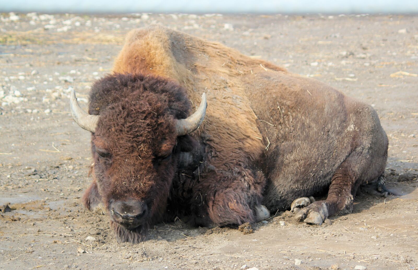Canon EOS 550D (EOS Rebel T2i / EOS Kiss X4) sample photo. Bison, buffalo, american photography