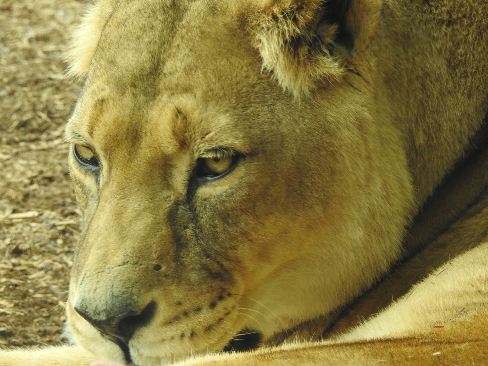 Nikon Coolpix P900 sample photo. Lion, mammal, wild photography
