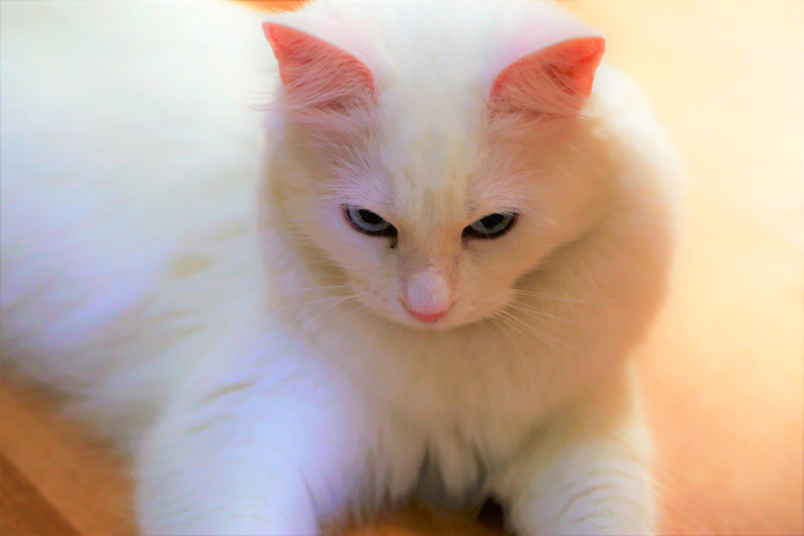 Canon EF 24-105mm F4L IS USM sample photo. Cat, animal, white photography