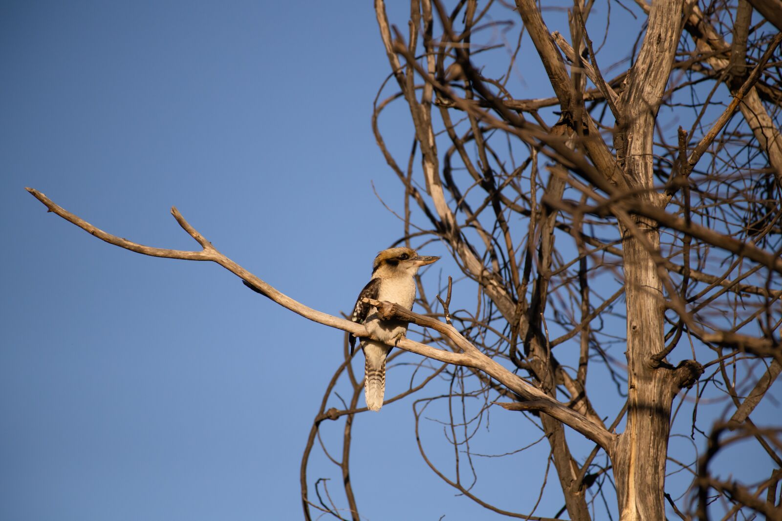 Nikon D850 sample photo. Laughing kookaburra, bird, avian photography