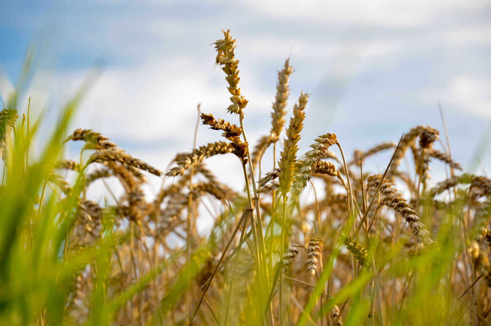 Nikon D3200 sample photo. Agriculture, blur, field, grain photography