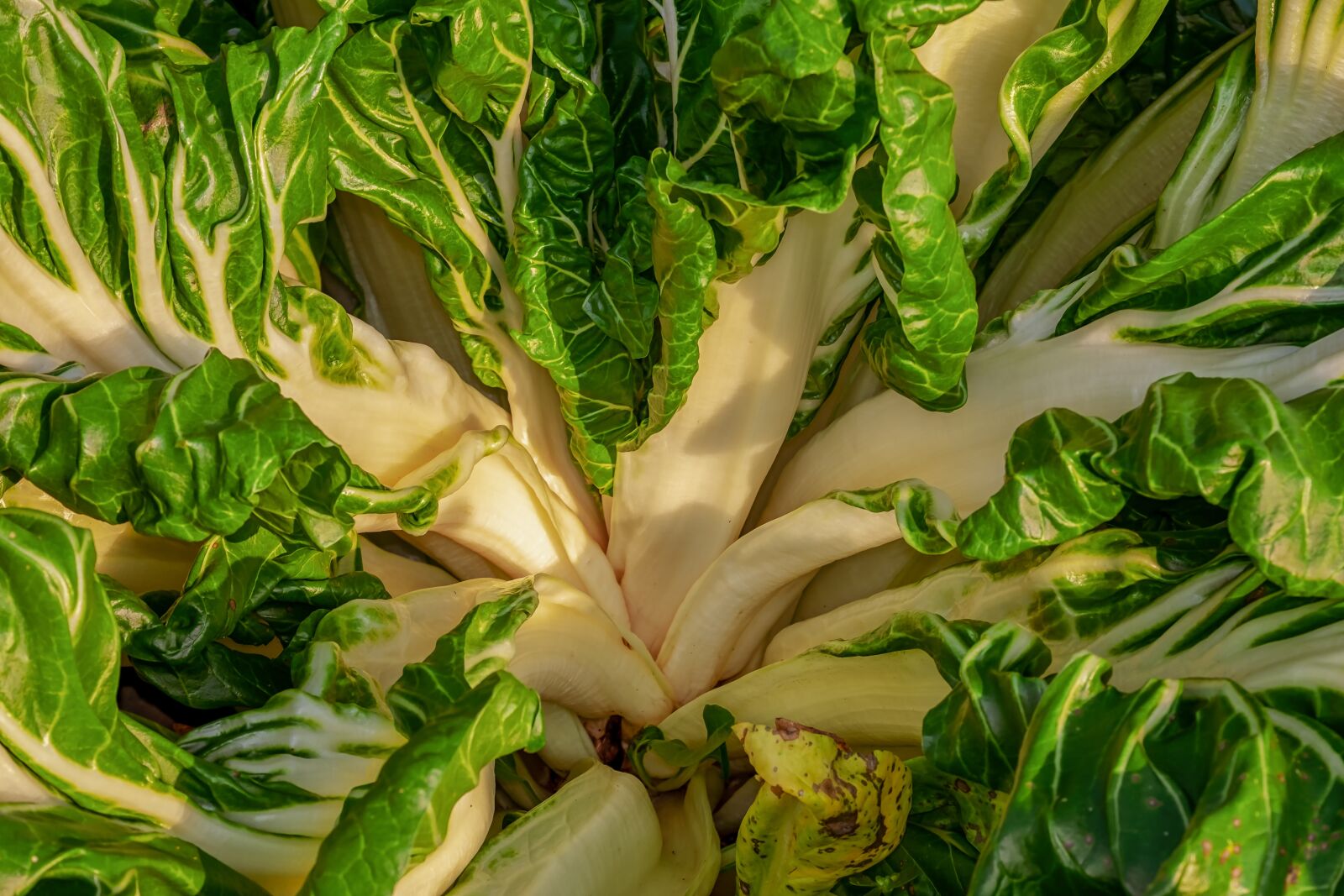 Fujifilm XF 55-200mm F3.5-4.8 R LM OIS sample photo. Chard, beta vulgaris, vegetable photography