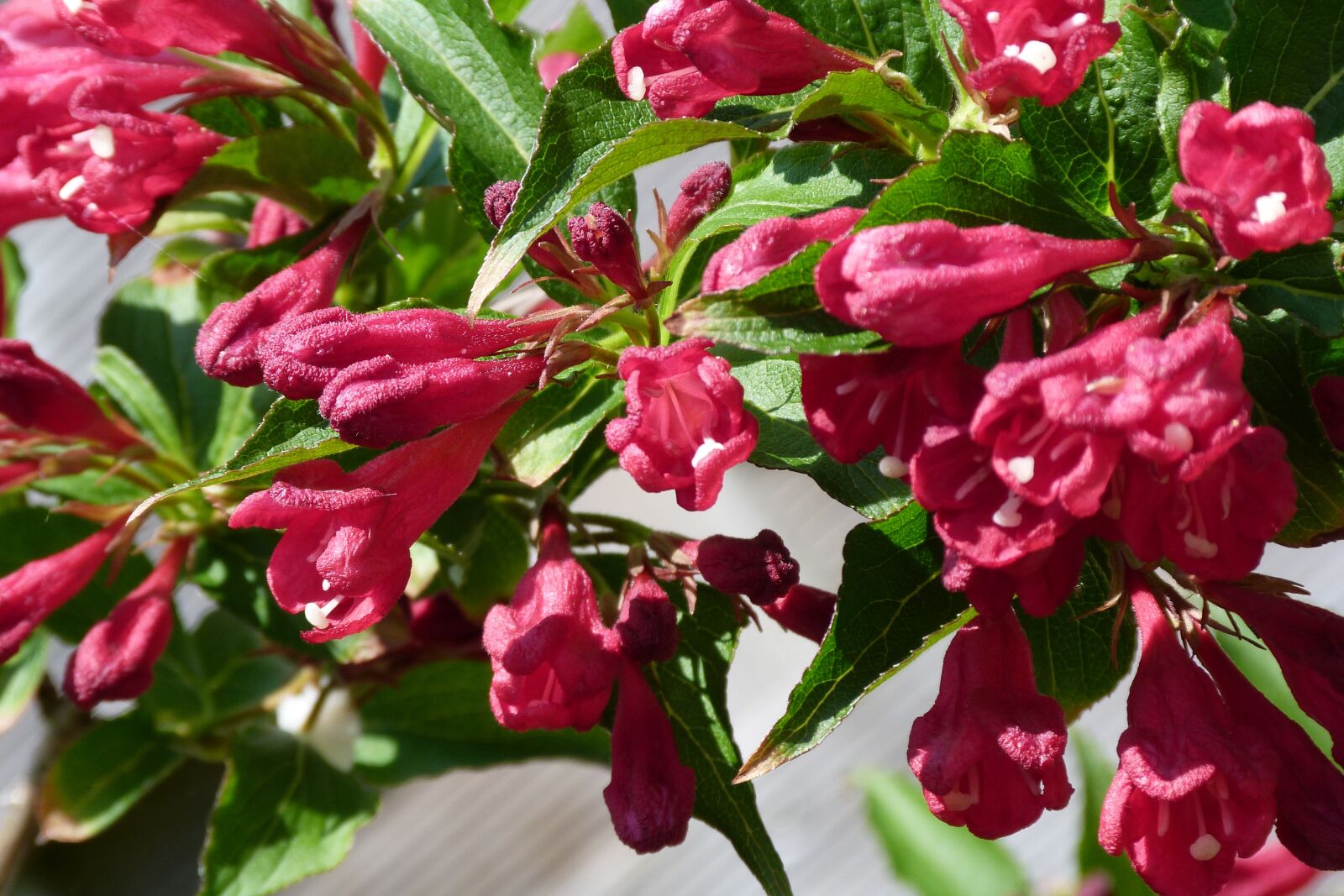 Panasonic Lumix DMC-FZ40 (Lumix DMC-FZ45) sample photo. Weigela, ruby, red photography