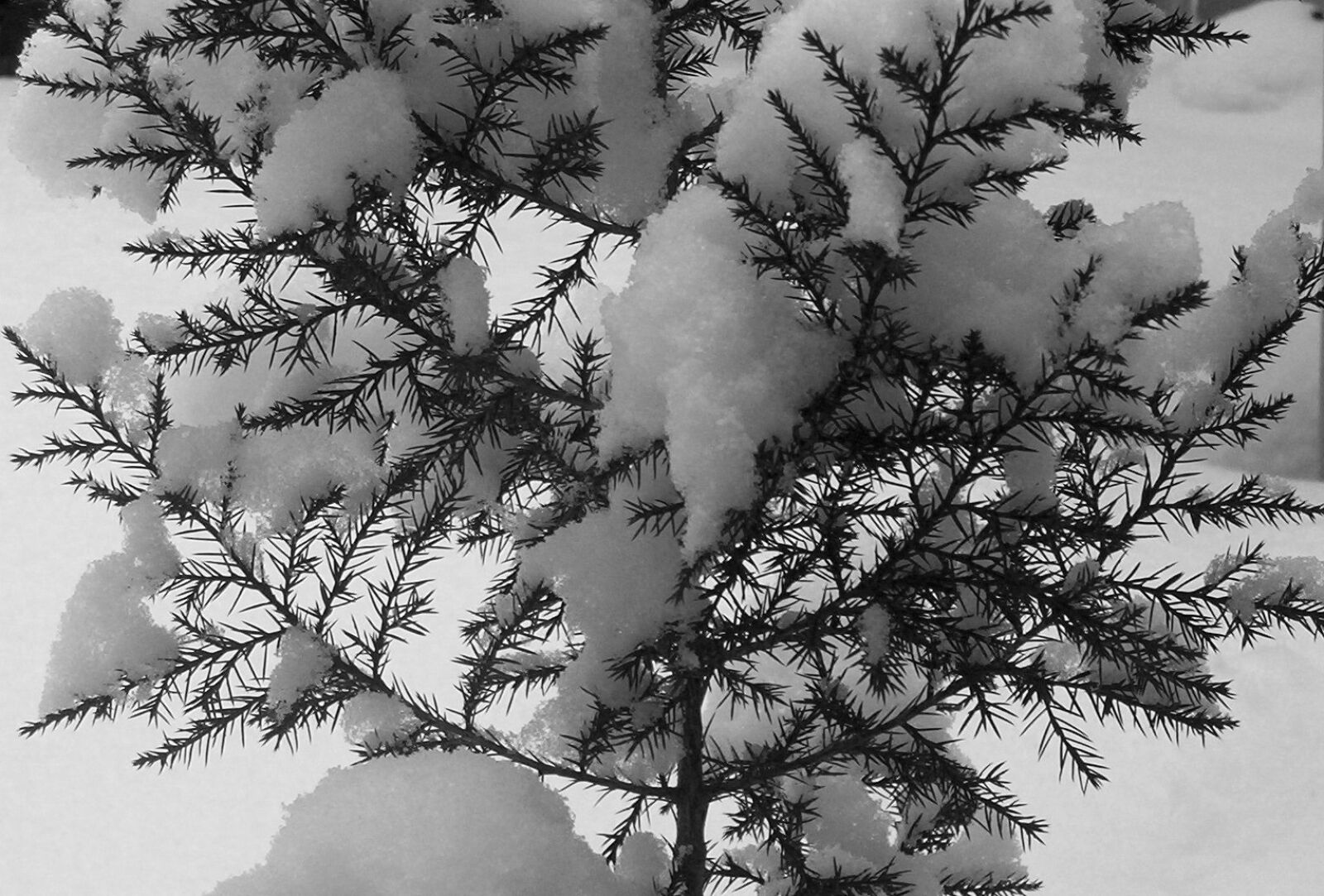 Kodak EASYSHARE CX6230 ZOOM DIGITAL CAMERA sample photo. Evergreen, tree, snow photography