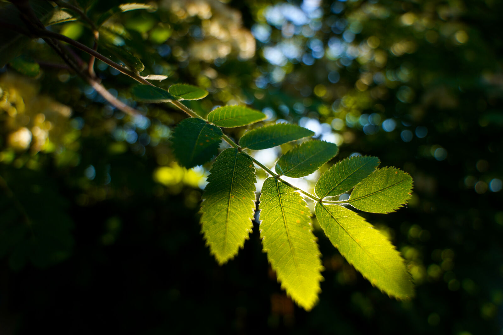 Sony a7R IV + Tamron 11-20mm F2.8 Di III-A RXD sample photo. Morning leaves photography