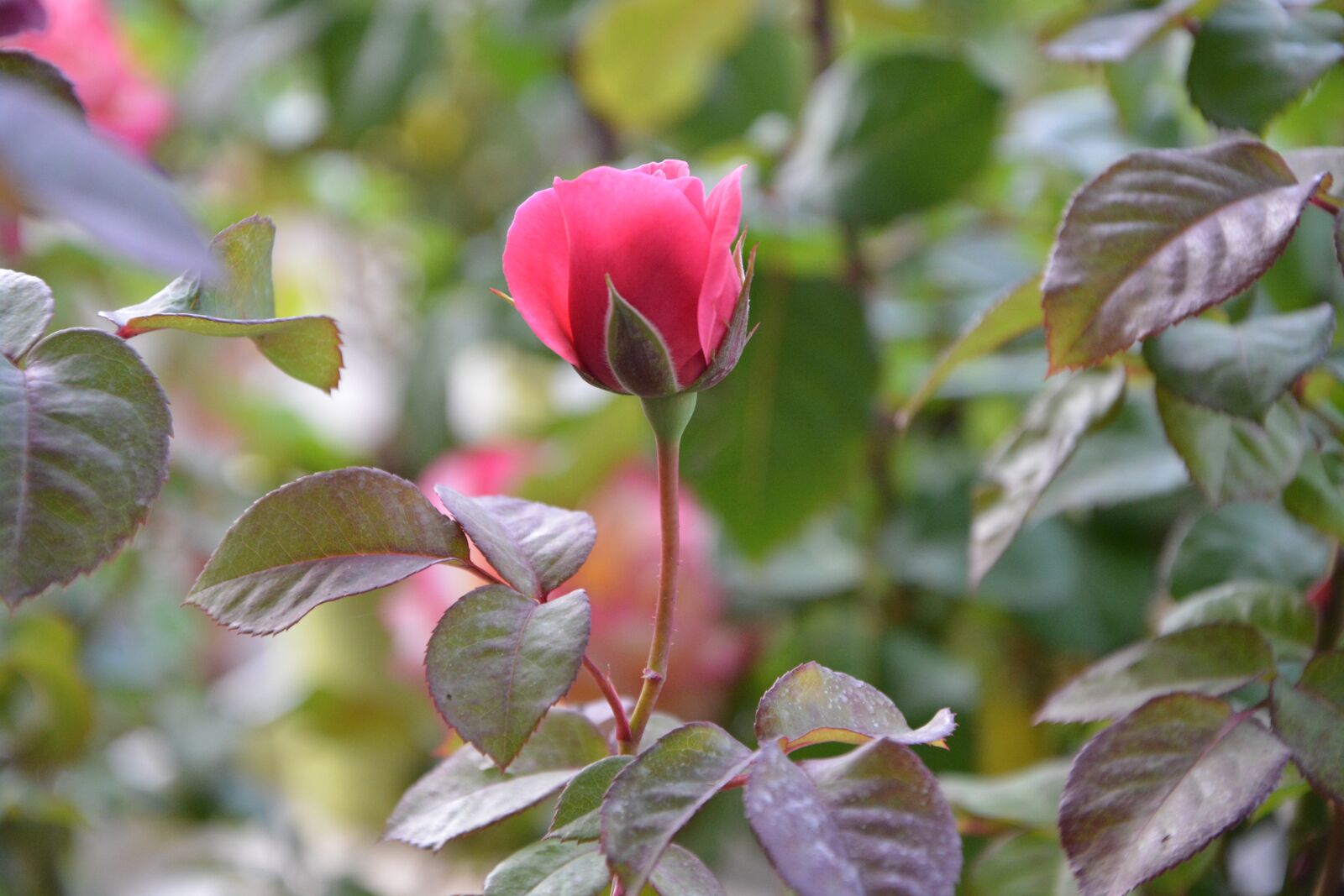 Nikon D5200 sample photo. Pink, offer, tenderness photography
