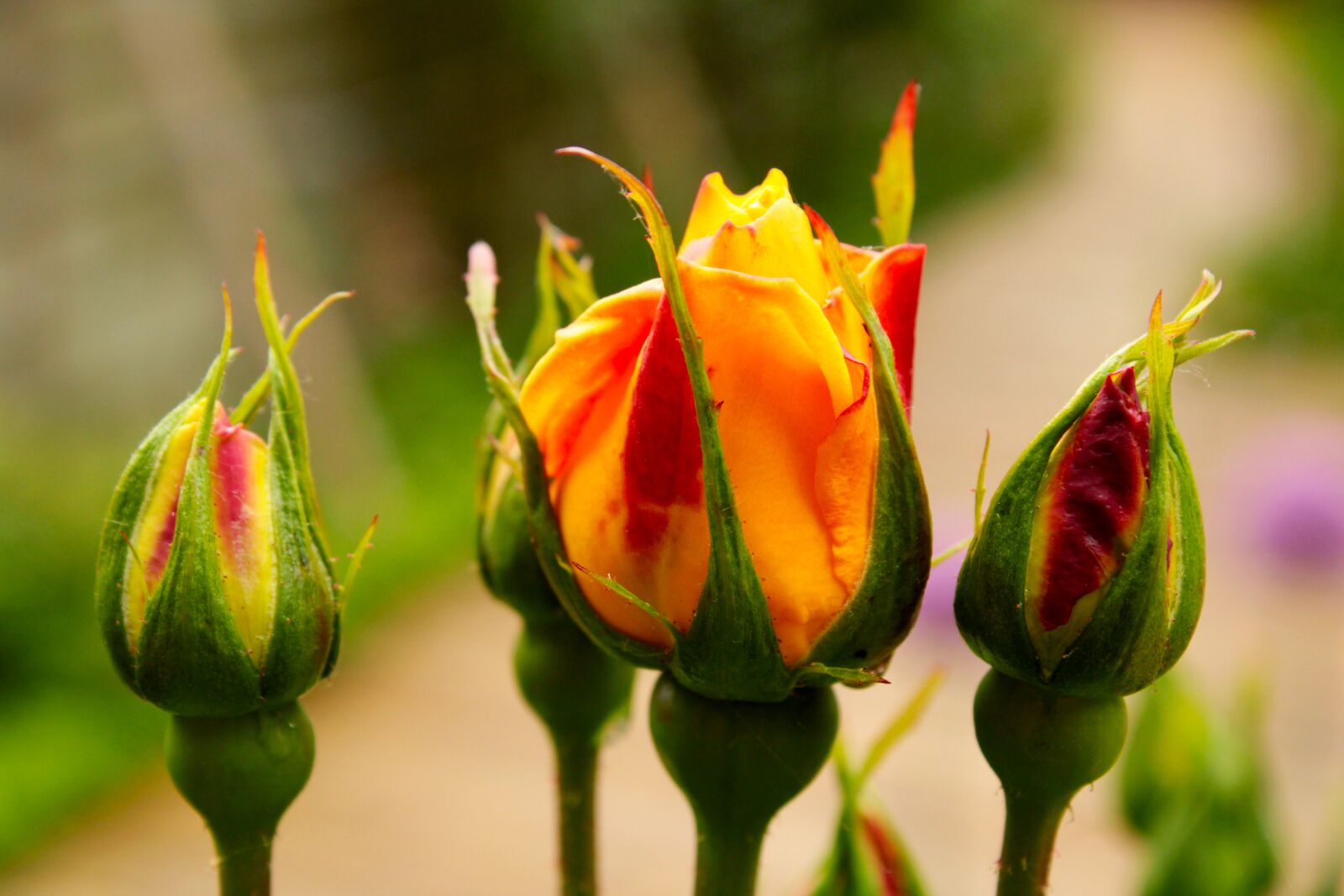Canon EOS 2000D (EOS Rebel T7 / EOS Kiss X90 / EOS 1500D) sample photo. Yellow rose, rose, feeling photography