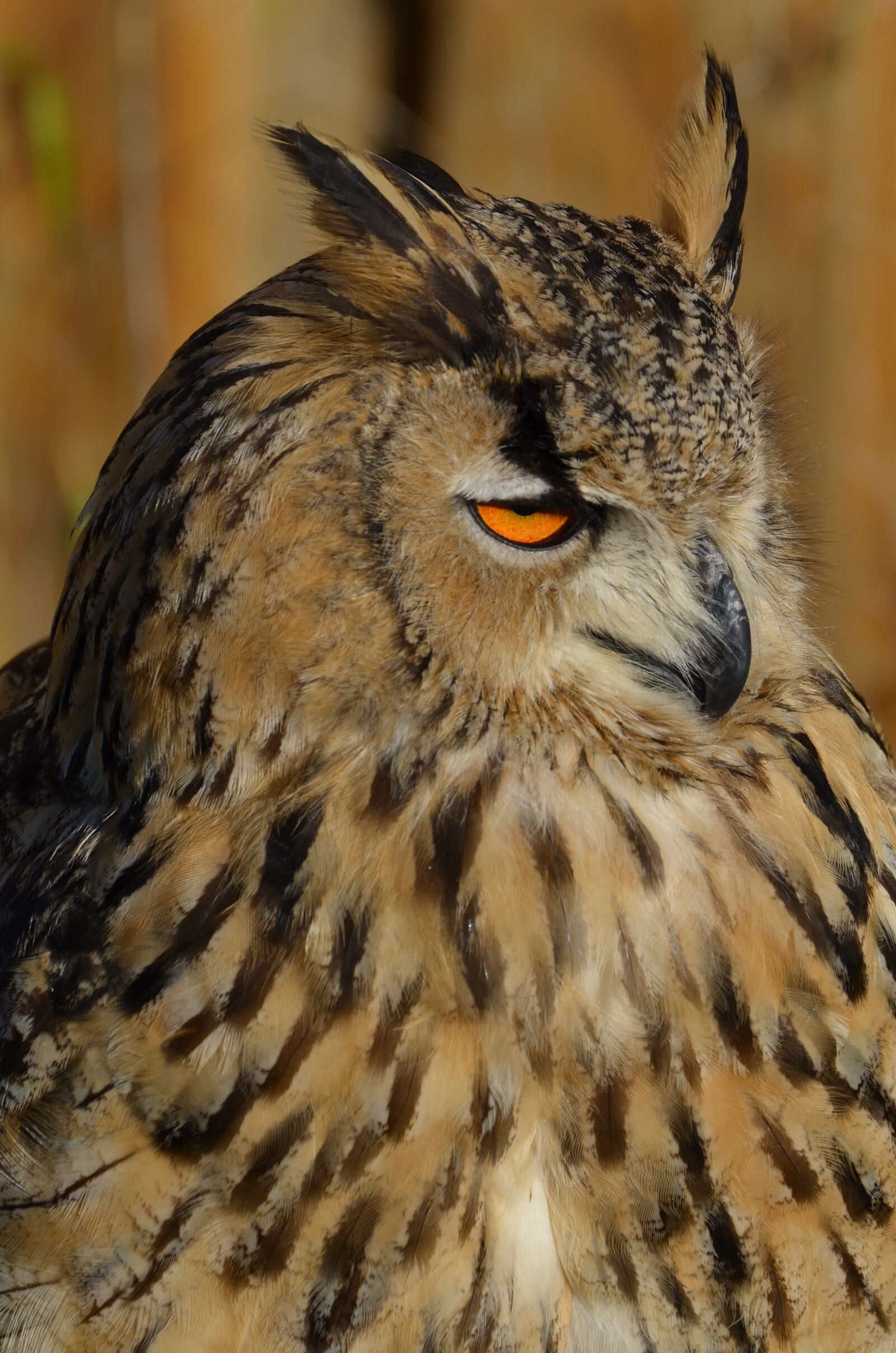 Nikon D5100 sample photo. Owl, snowy owl, bird photography