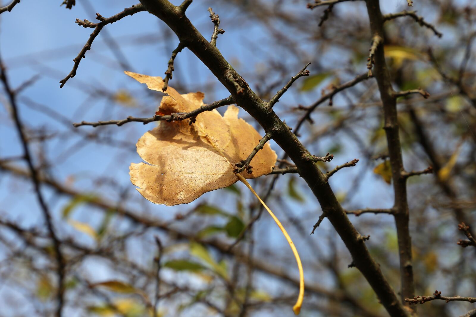 Canon EF 24-105mm F3.5-5.6 IS STM sample photo. Yellow leaf, branches, foliage photography