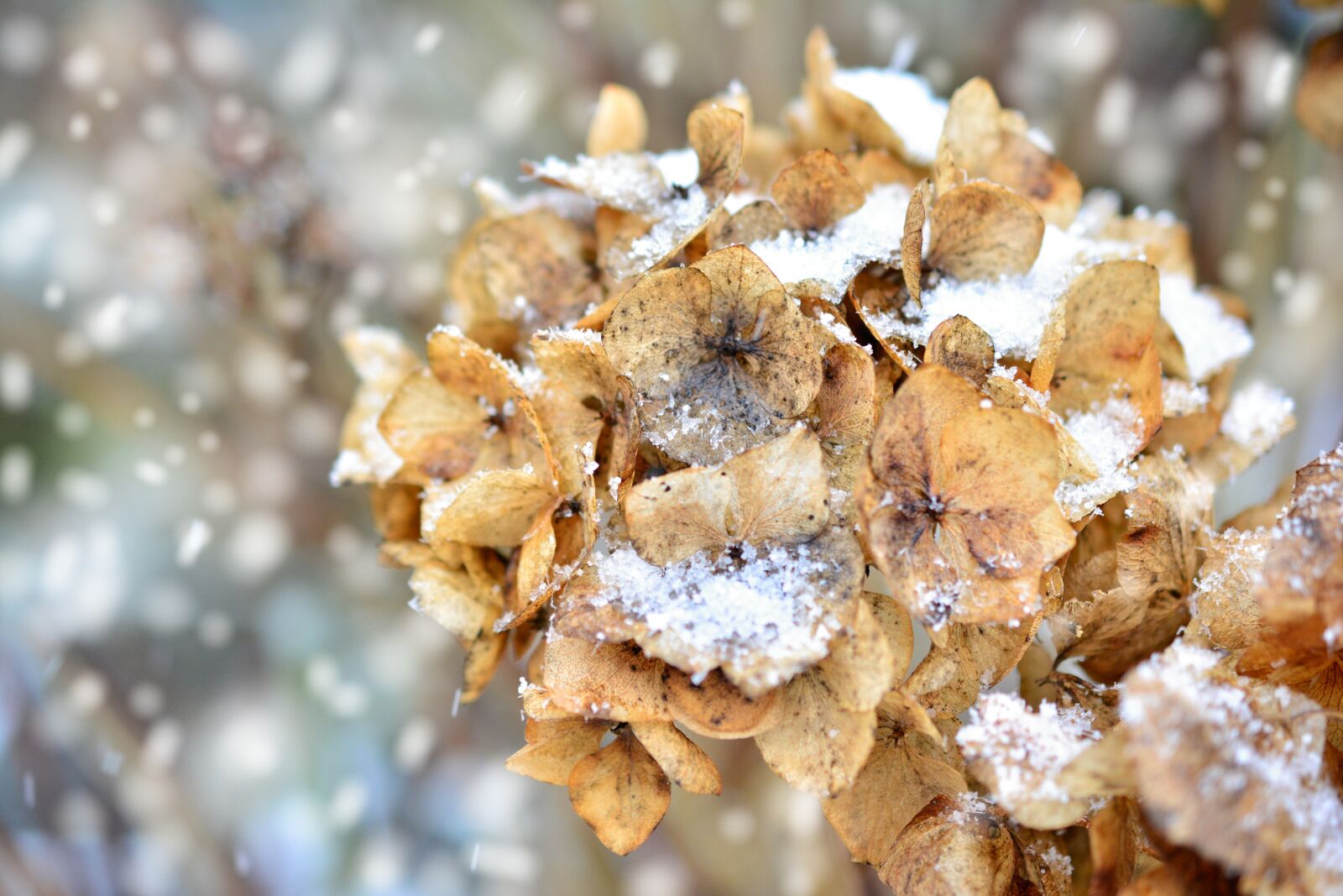 Nikon D5200 sample photo. Hydrangea, winter, faded photography