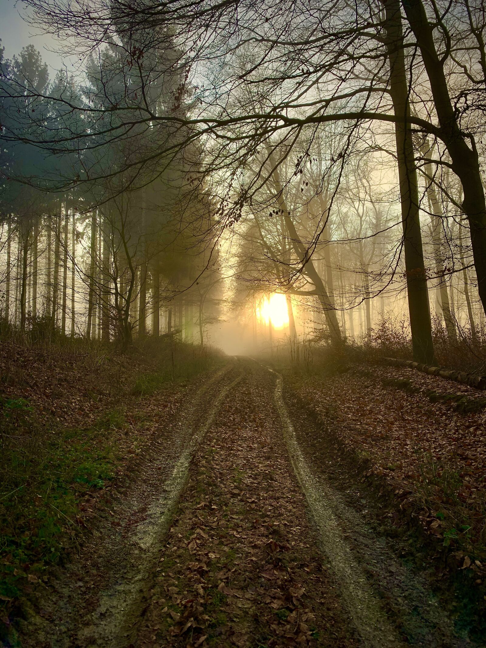 iPhone XR back camera 4.25mm f/1.8 sample photo. Forest, fog, landscape photography