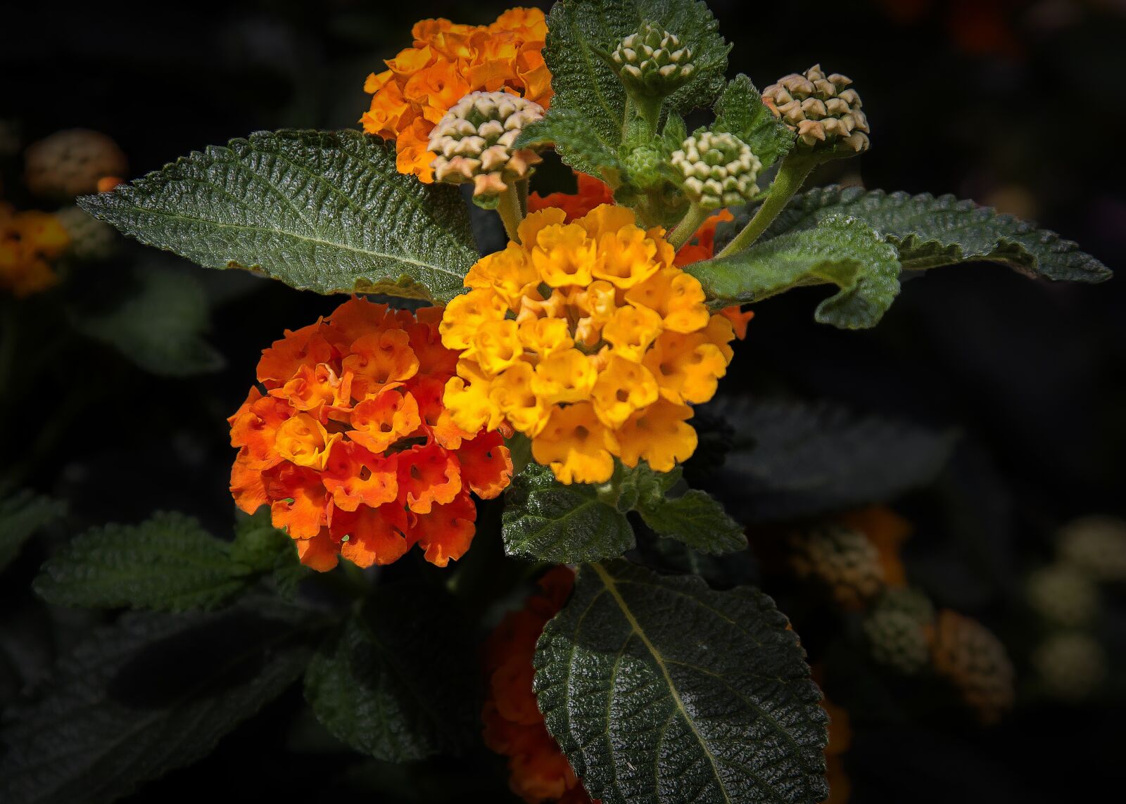 Canon EOS 50D sample photo. Lantane, lantana, flower photography