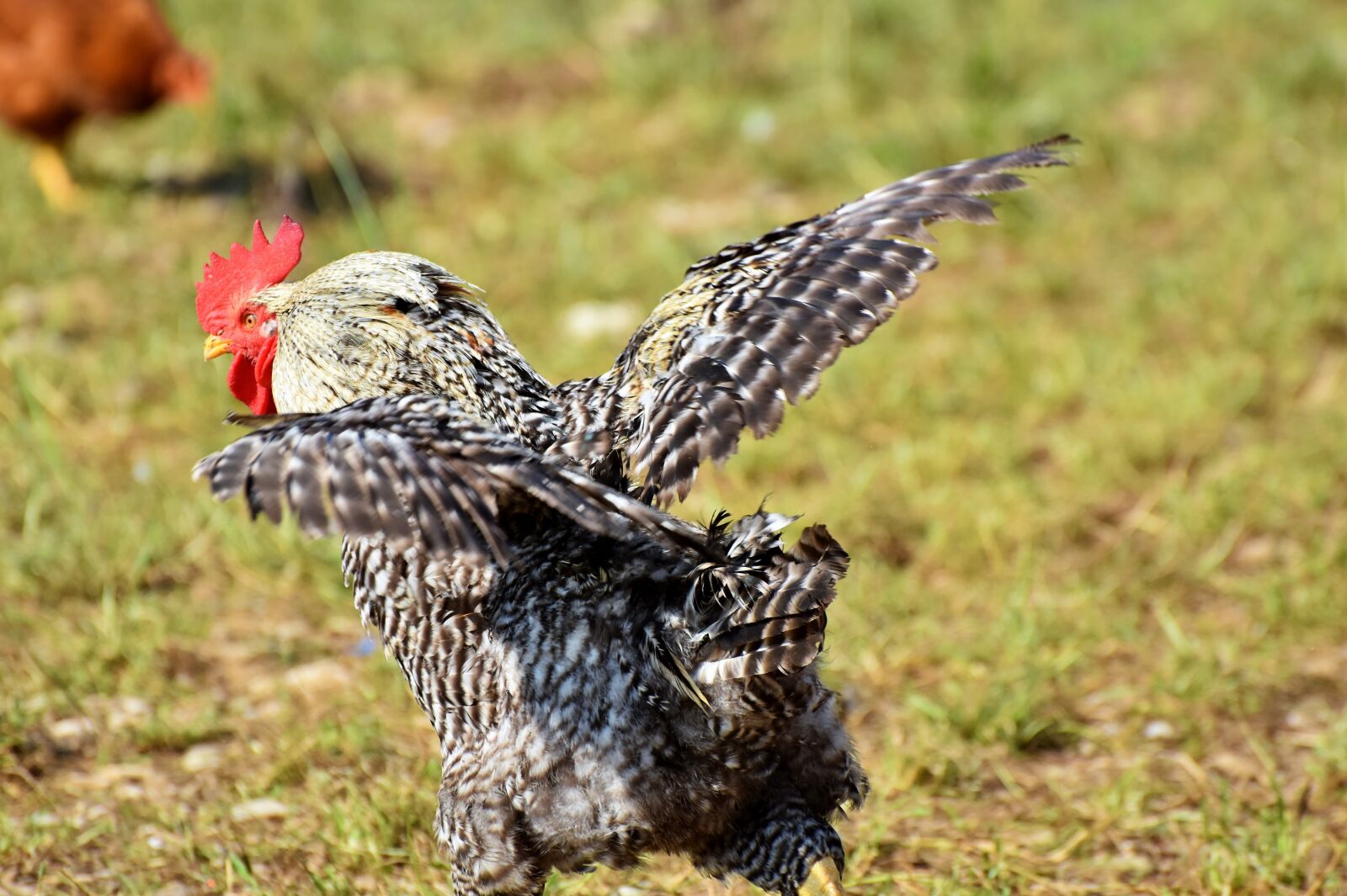 Nikon D7200 sample photo. Hahn, rooster head, crow photography