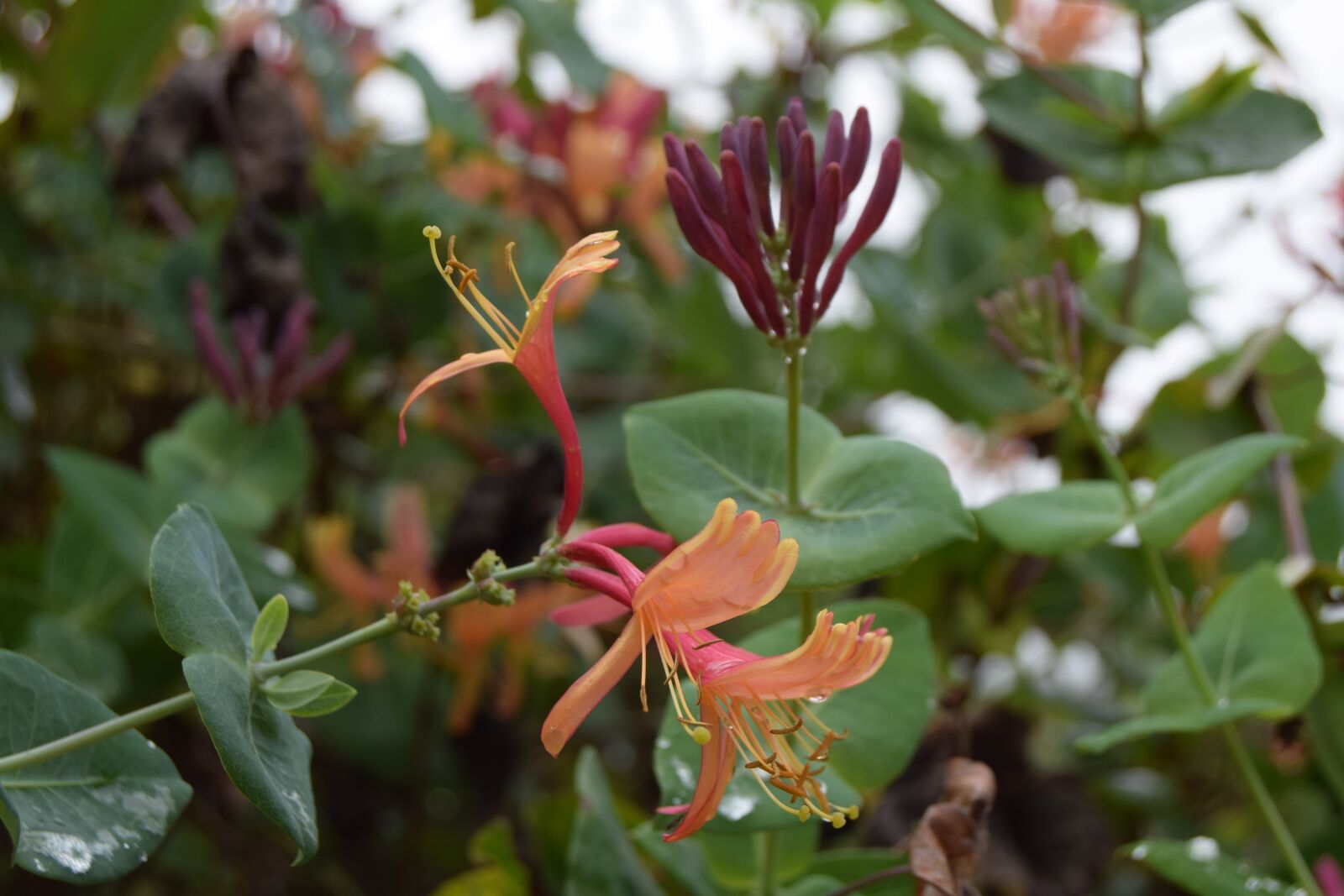 Nikon D3300 sample photo. Flower, honeysuckle, garden photography