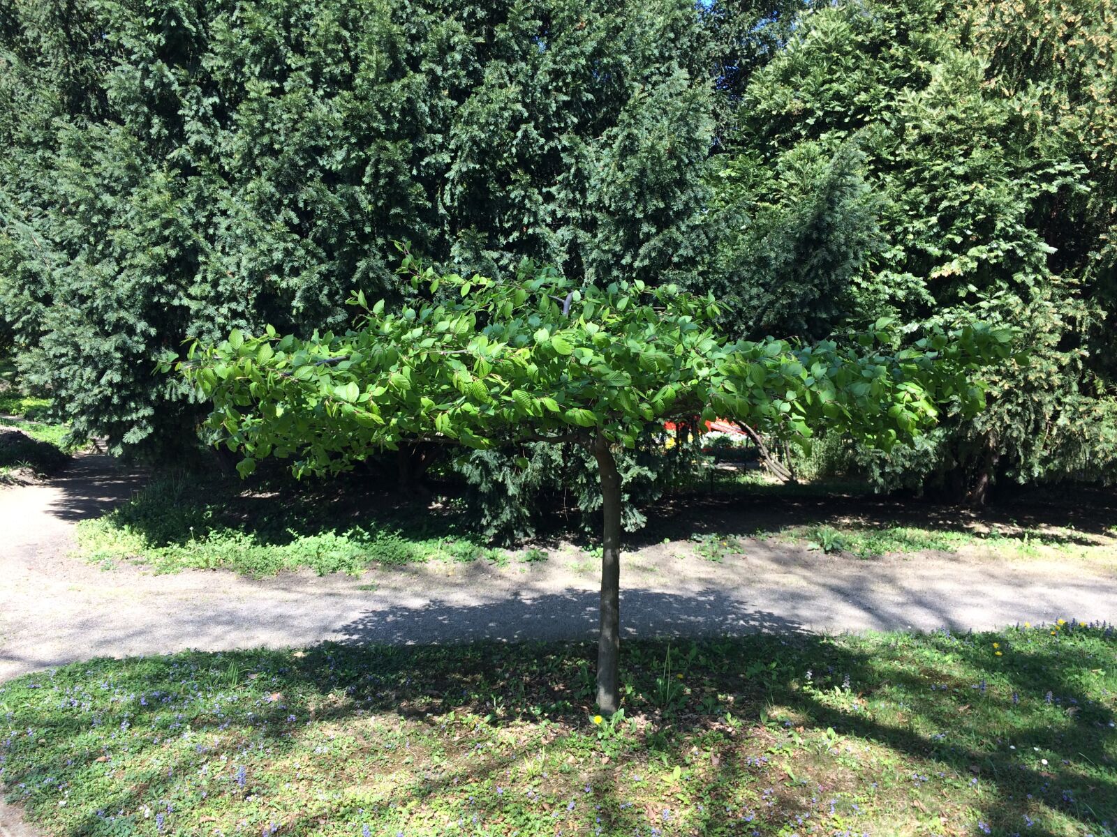 Apple iPhone 5s sample photo. Grass, green, tree, trees photography