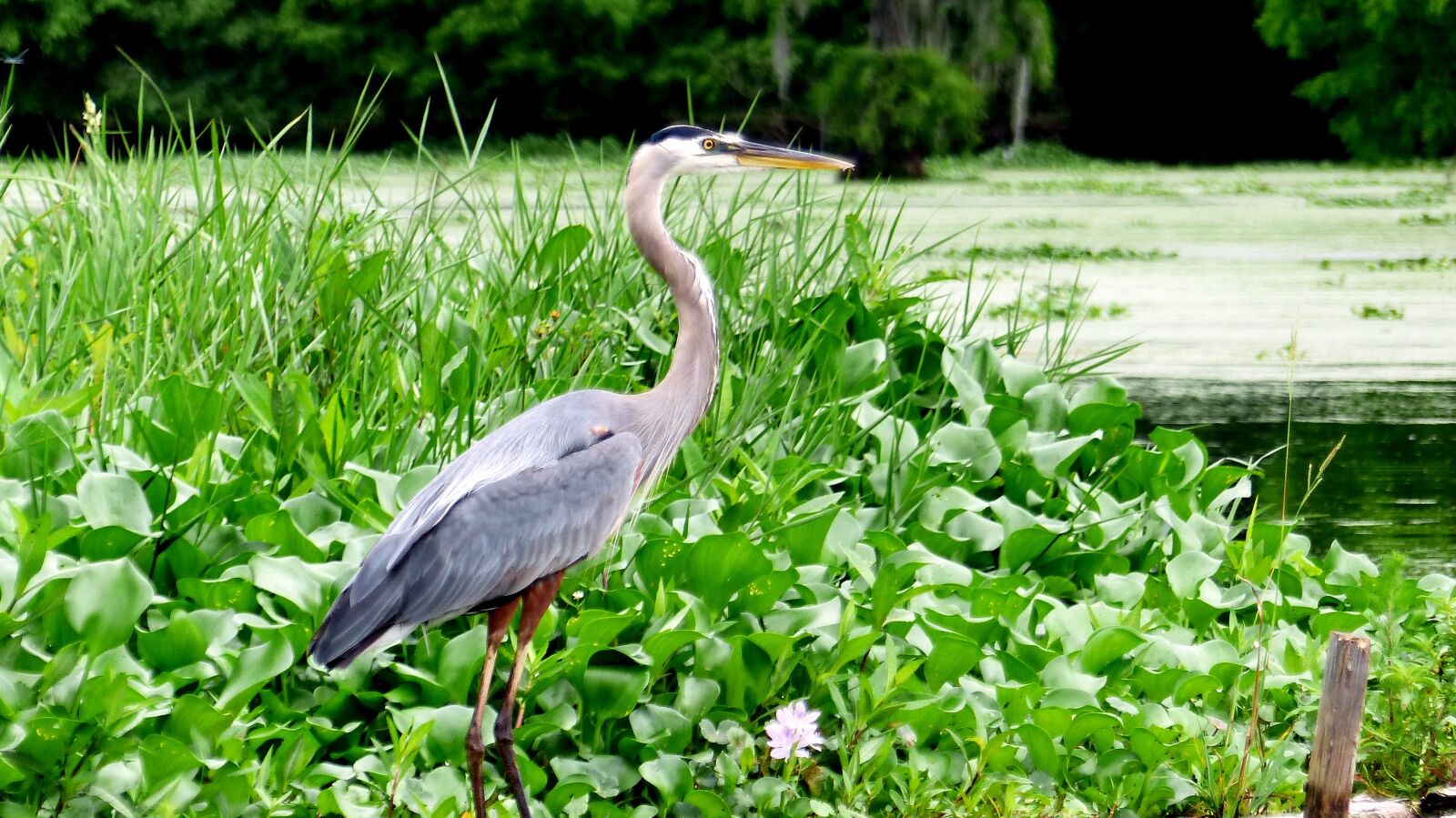 Panasonic Lumix DMC-FZ200 sample photo. Bayou, bird, sinner photography