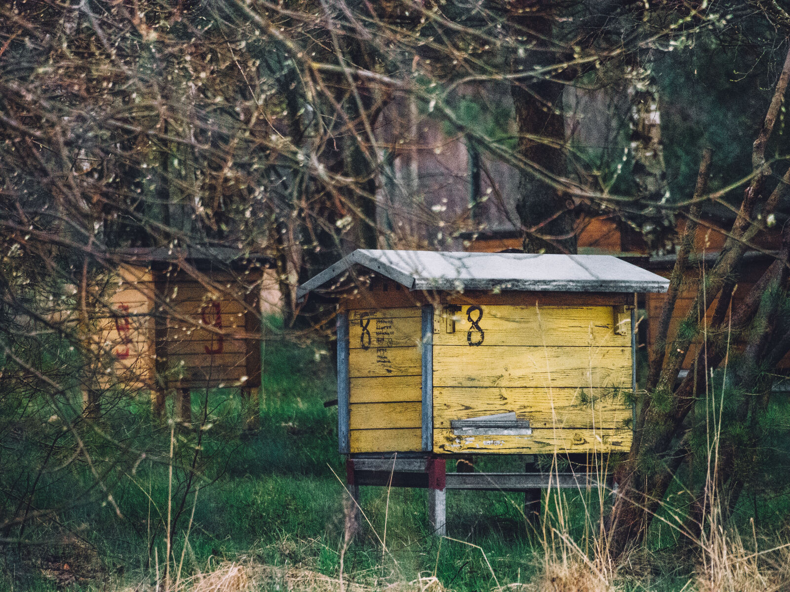 Olympus OM-D E-M5 sample photo. Abandoned, bee, garden, beehive photography