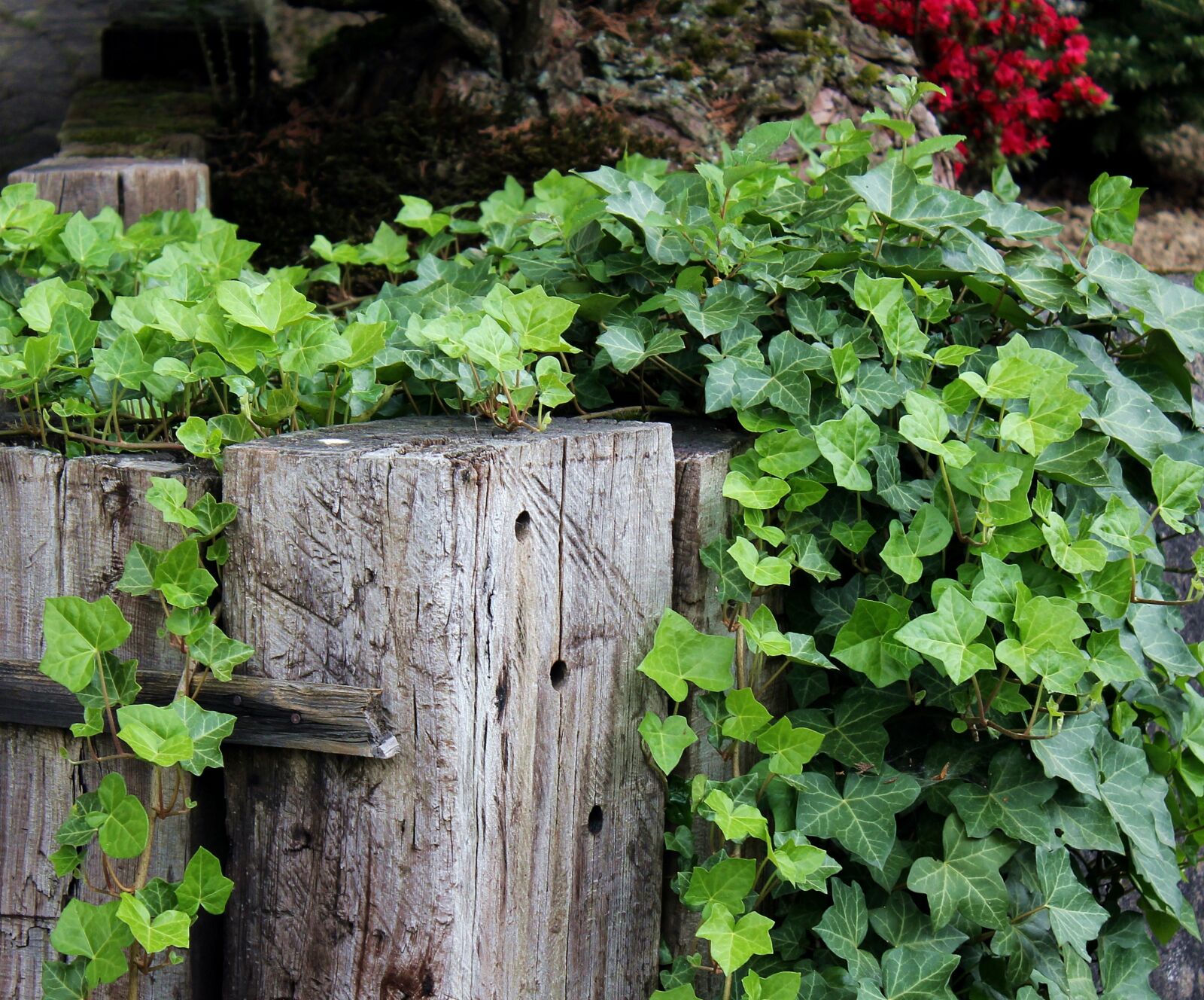 Canon EOS 550D (EOS Rebel T2i / EOS Kiss X4) sample photo. Ivy, wall, railway sleepers photography