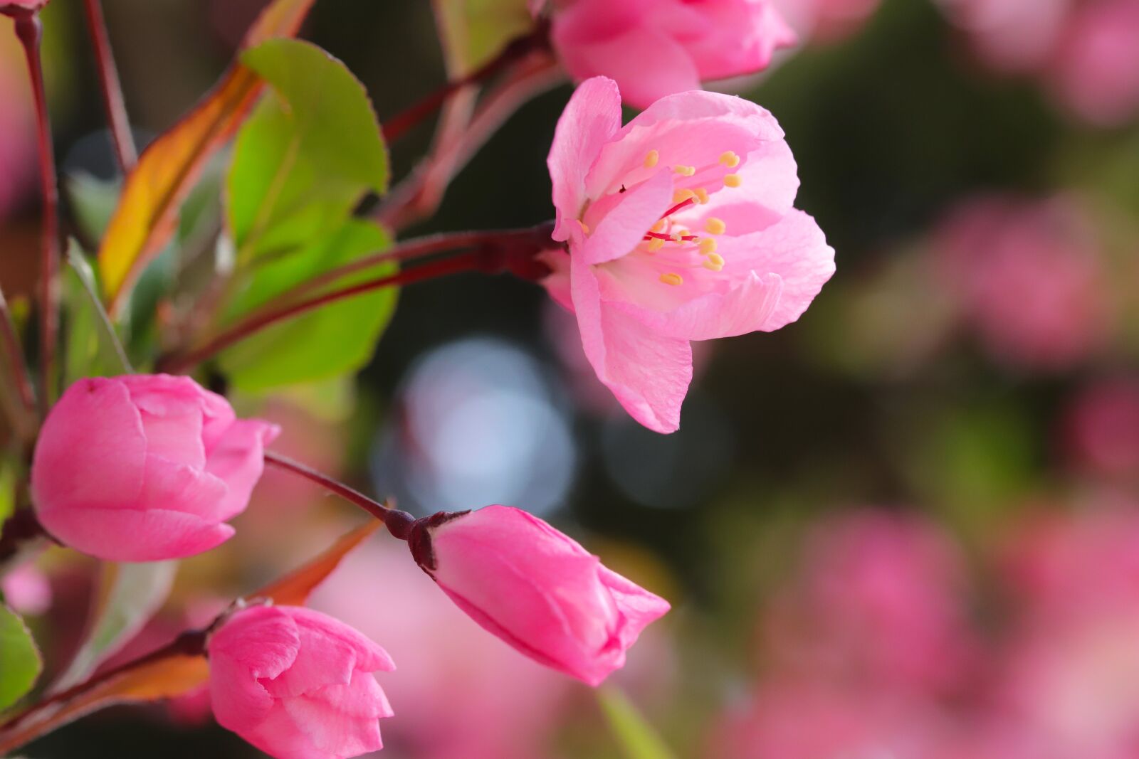 Canon EOS 6D Mark II sample photo. Flower apples, spring, wood photography
