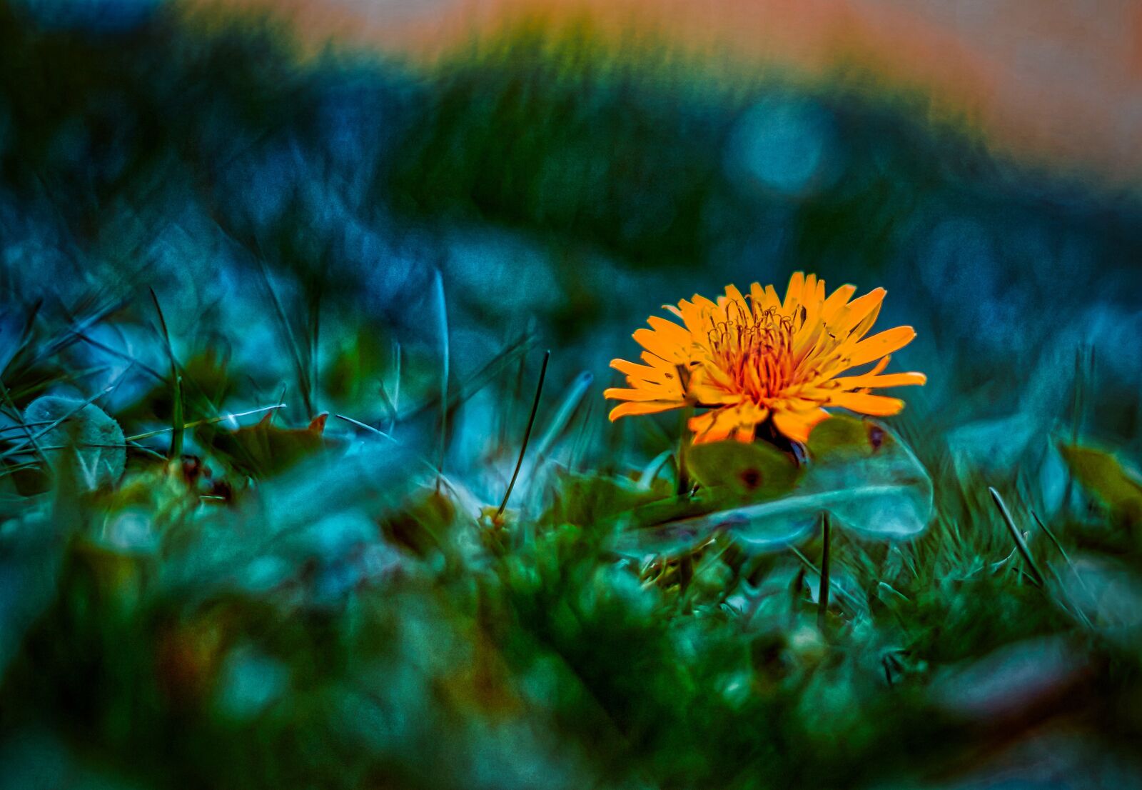 Sony FE 50mm F1.8 sample photo. Flower, blumen, nature photography