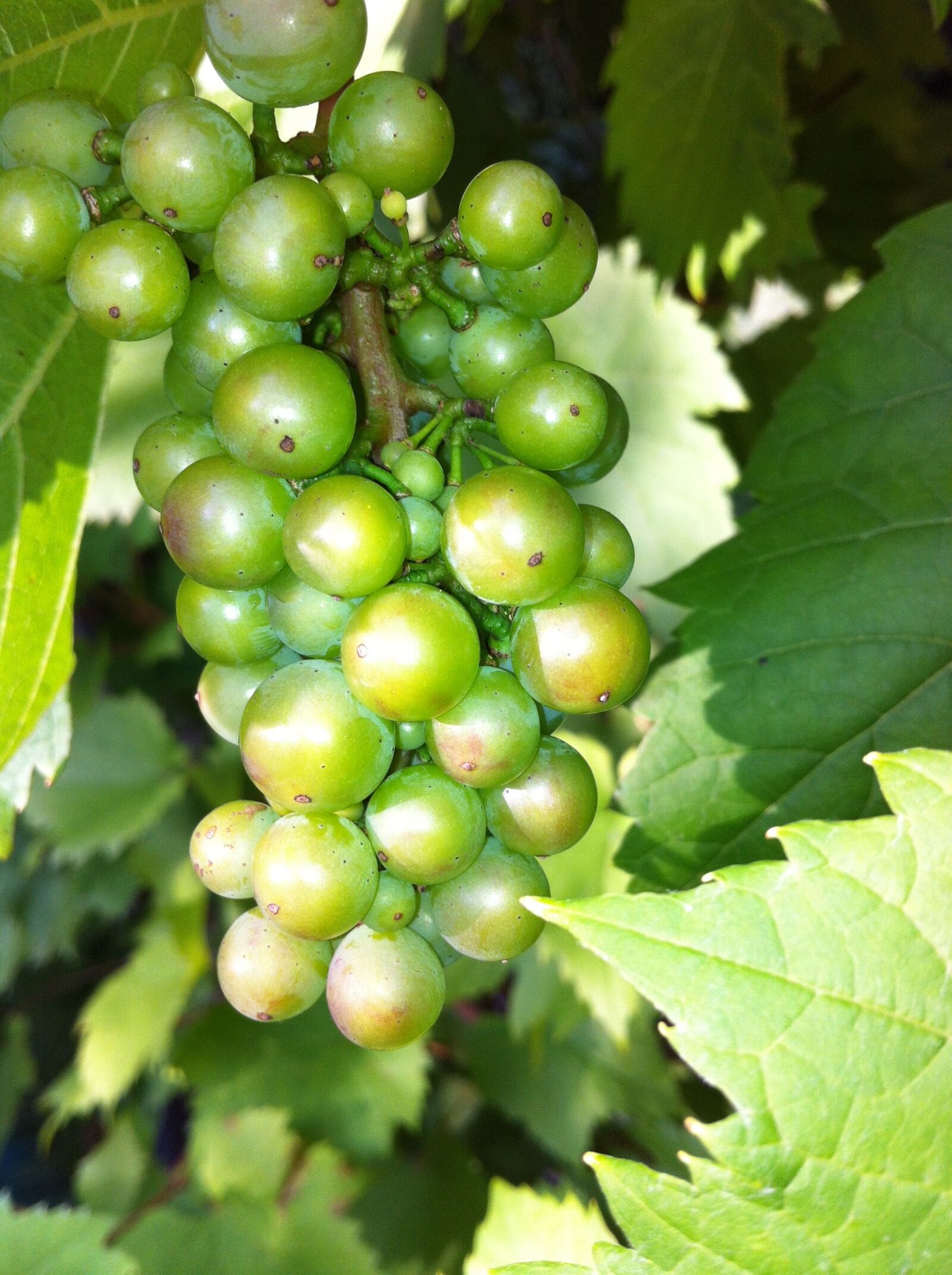 Apple iPhone 4 sample photo. Grapes, green, fruit photography