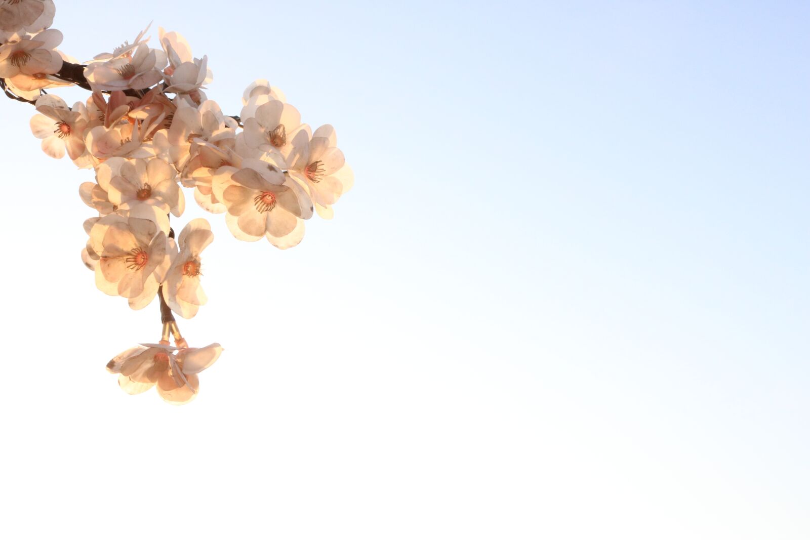 Canon EOS 750D (EOS Rebel T6i / EOS Kiss X8i) sample photo. Cherry blossom, flowers, nature photography