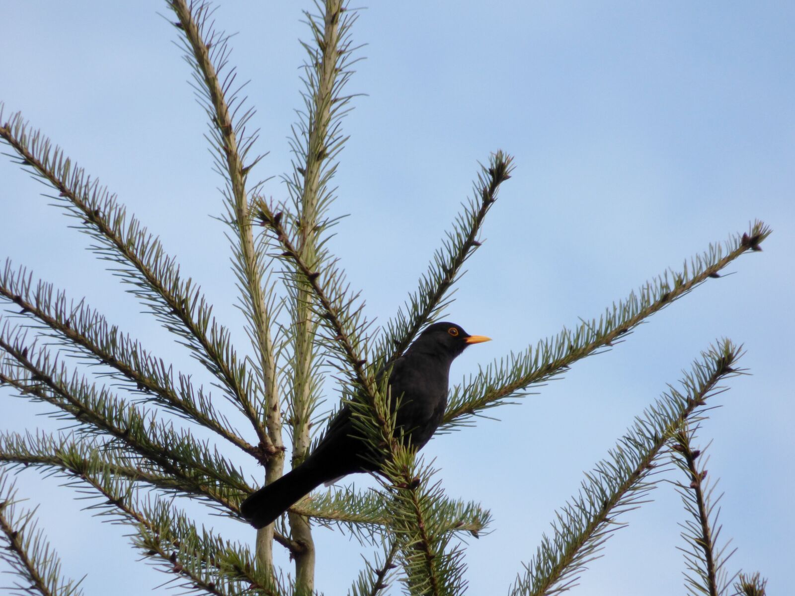 Panasonic DMC-FZ72 sample photo. Blackbird, bird, treetop photography