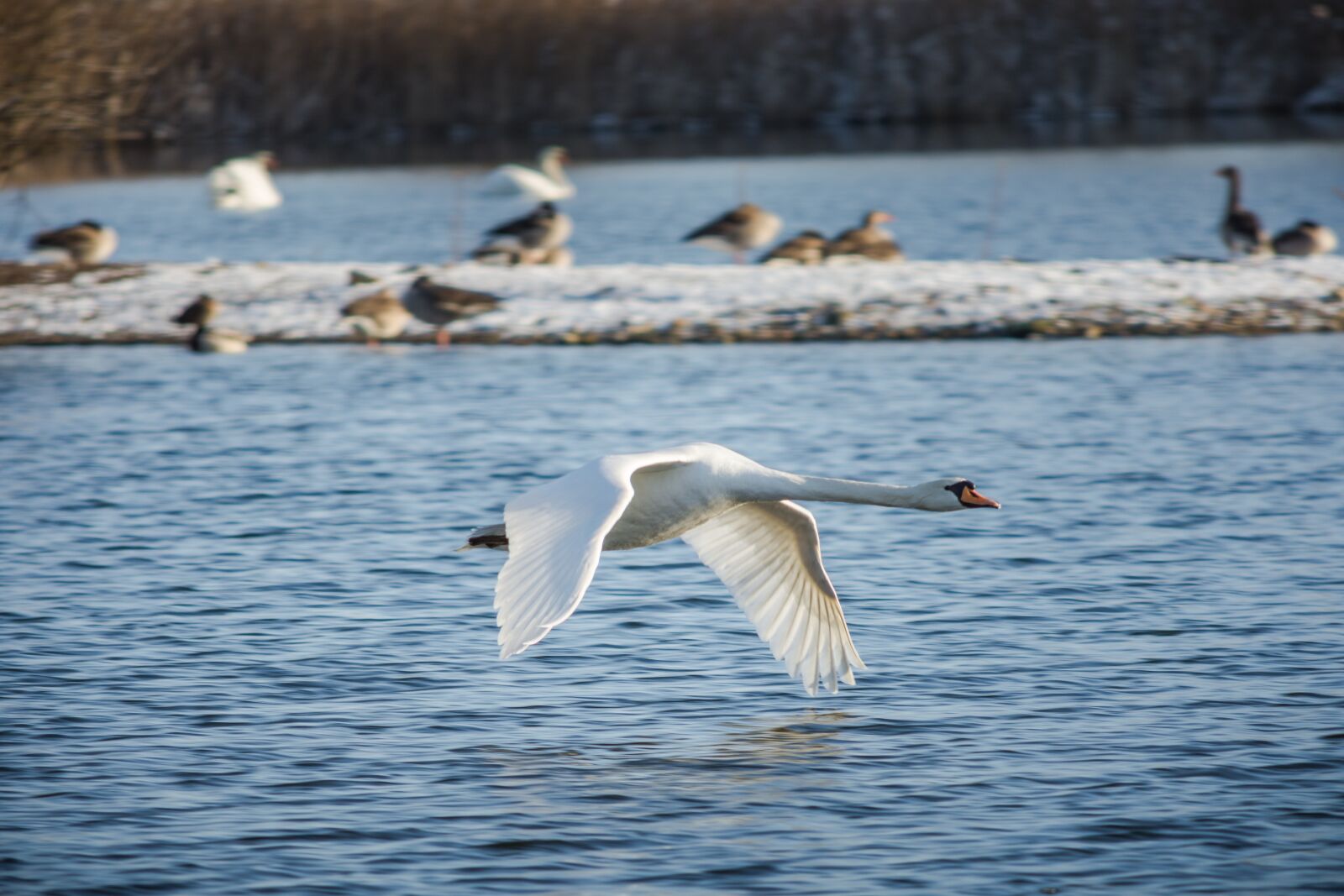 Nikon D7200 sample photo. Swan, bird, waters photography