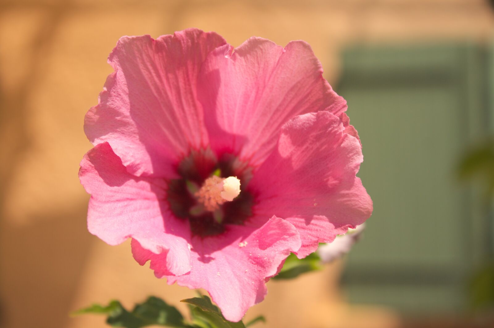 Canon EOS 1100D (EOS Rebel T3 / EOS Kiss X50) sample photo. Flower, summer, pink photography