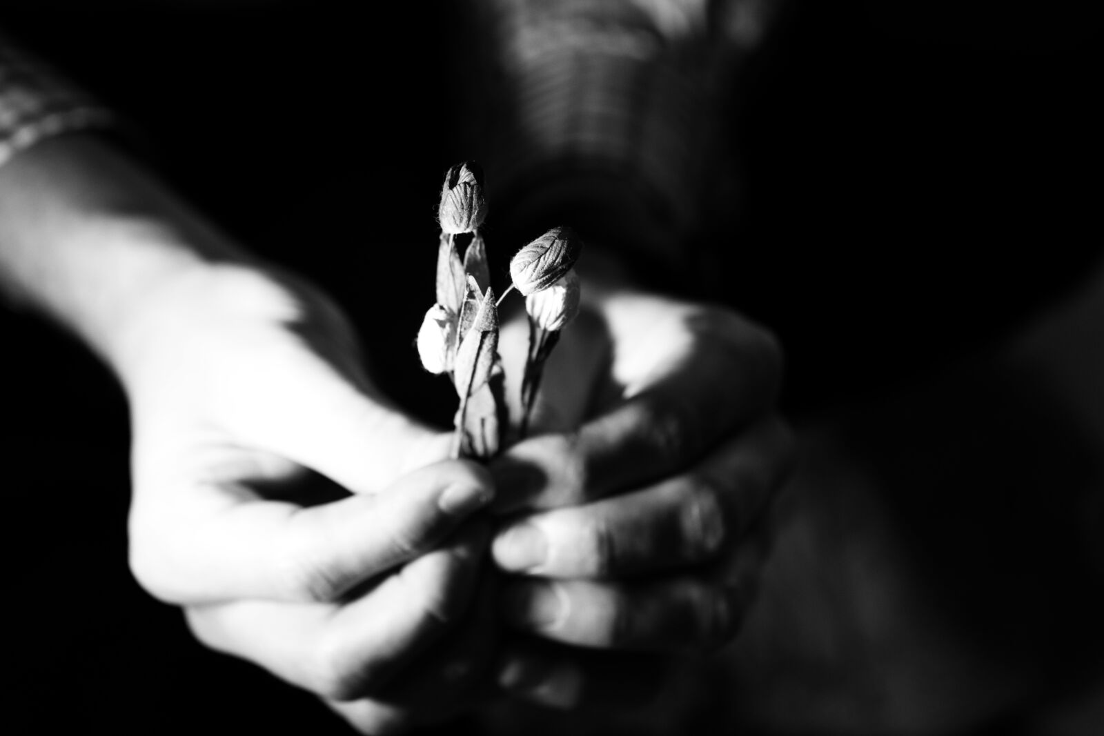 Canon EOS 7D Mark II sample photo. Flowers, hands, miniature photography