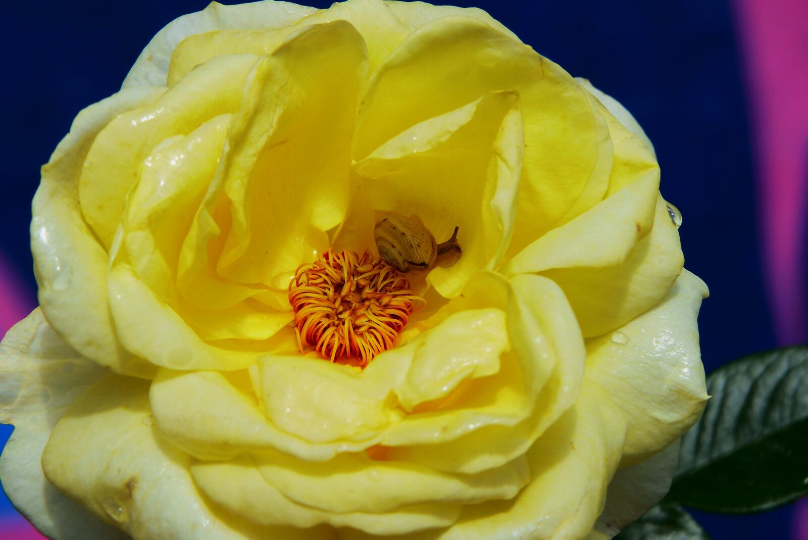 Panasonic Lumix DMC-FZ200 sample photo. Rose, yellow, flower photography