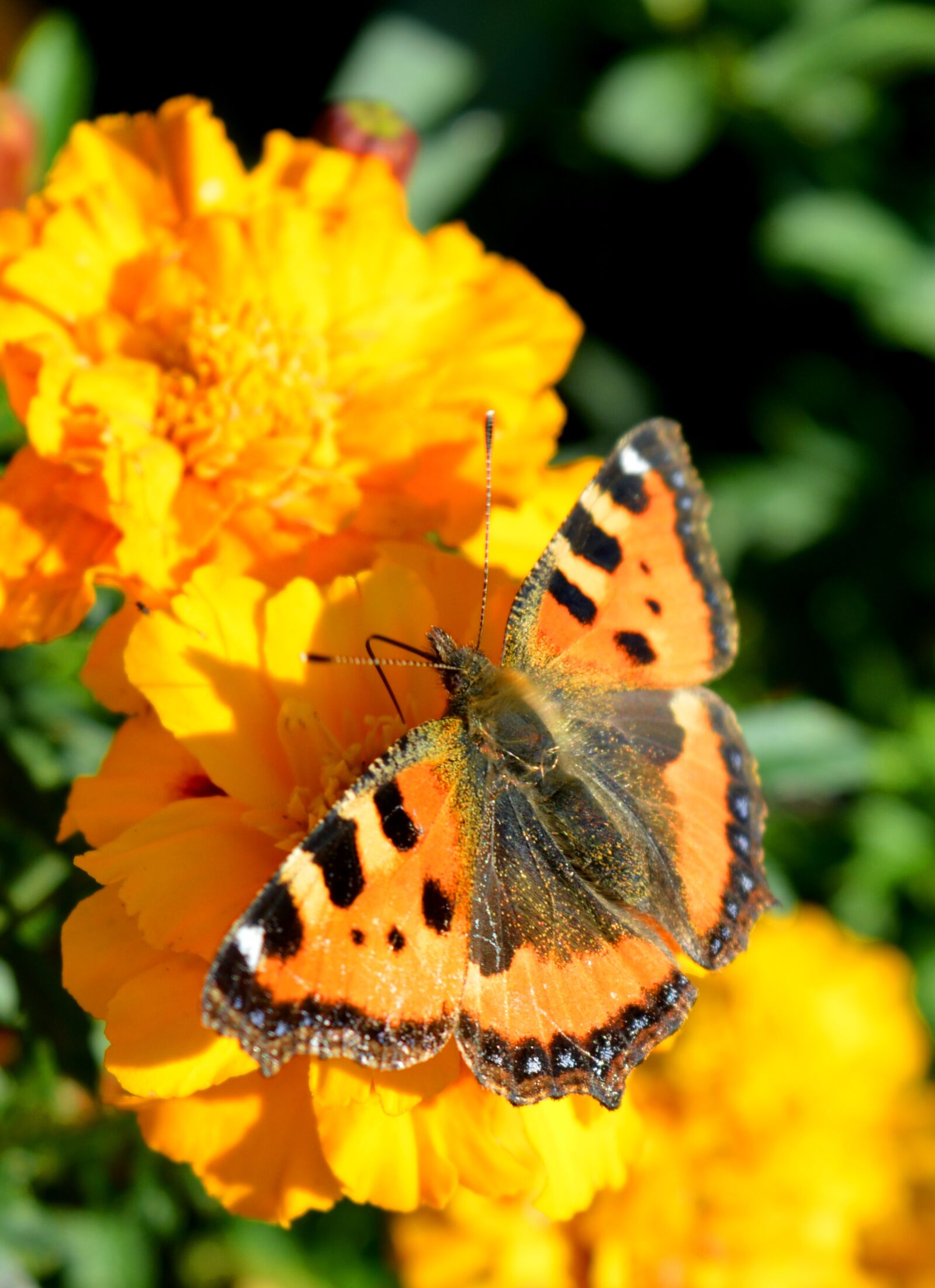 Nikon D3200 sample photo. Butterfly, butterflies, marigold photography