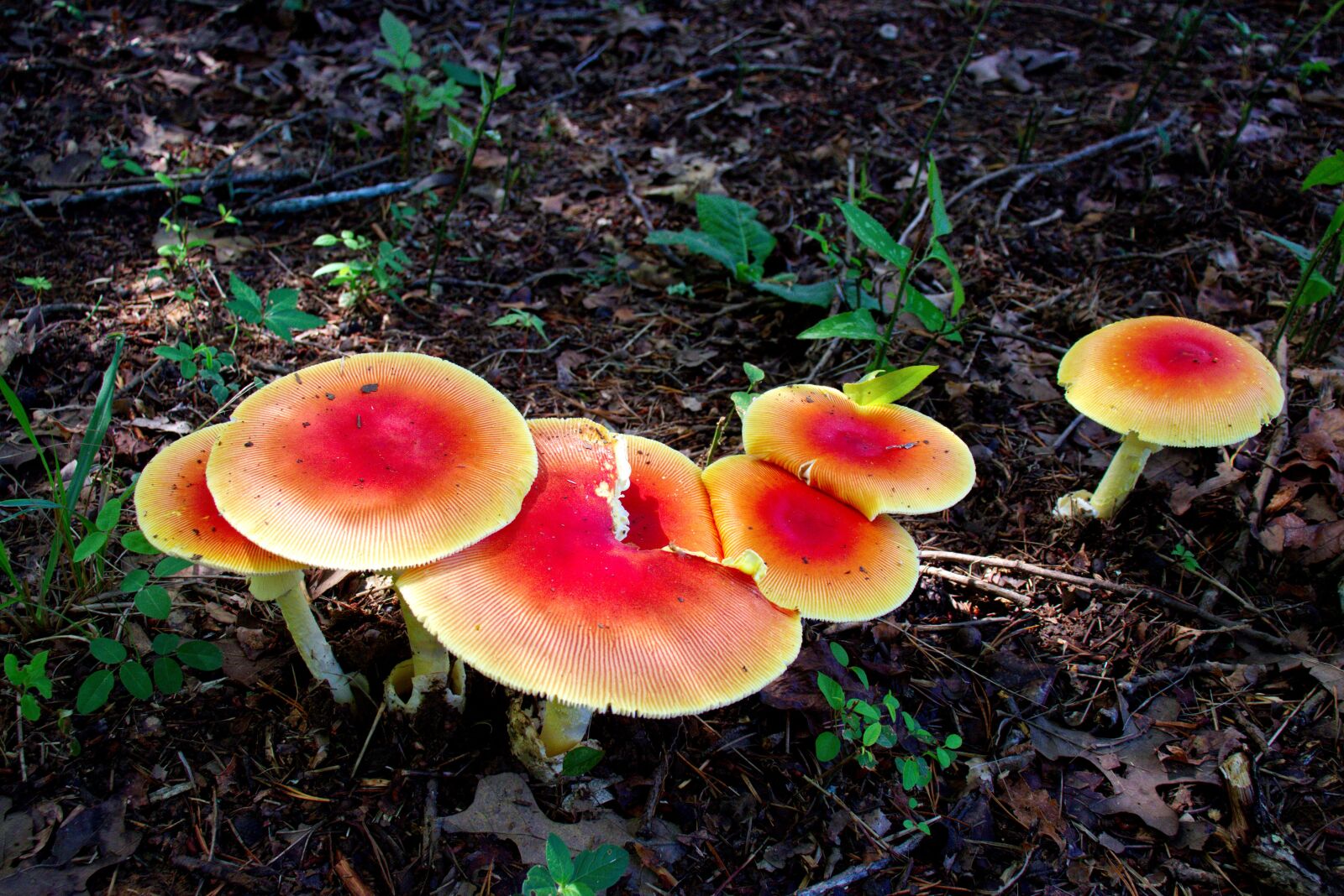 Canon EOS 200D (EOS Rebel SL2 / EOS Kiss X9) sample photo. Mushroom, mushrooms, cap photography