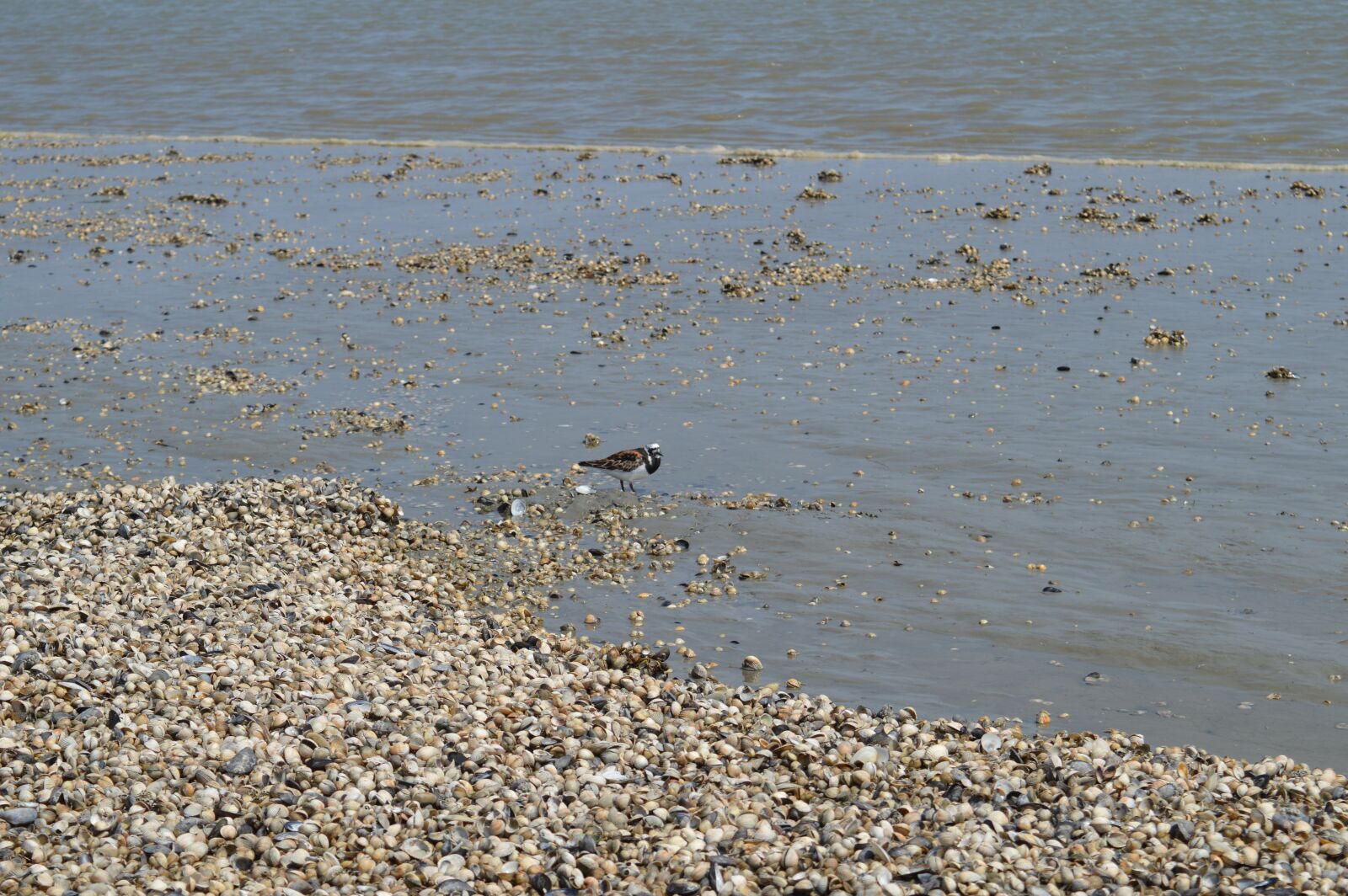 Nikon D3200 sample photo. Bird, nature, stones photography