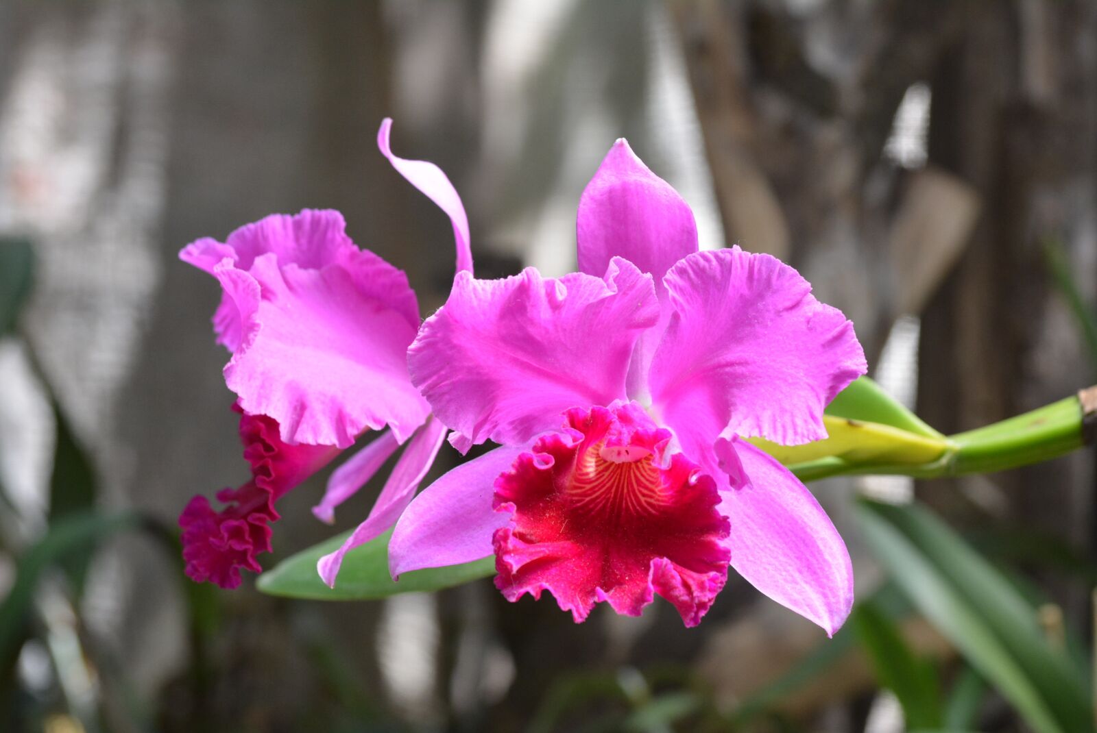 Nikon D7100 sample photo. Flowers, orchid, flower photography