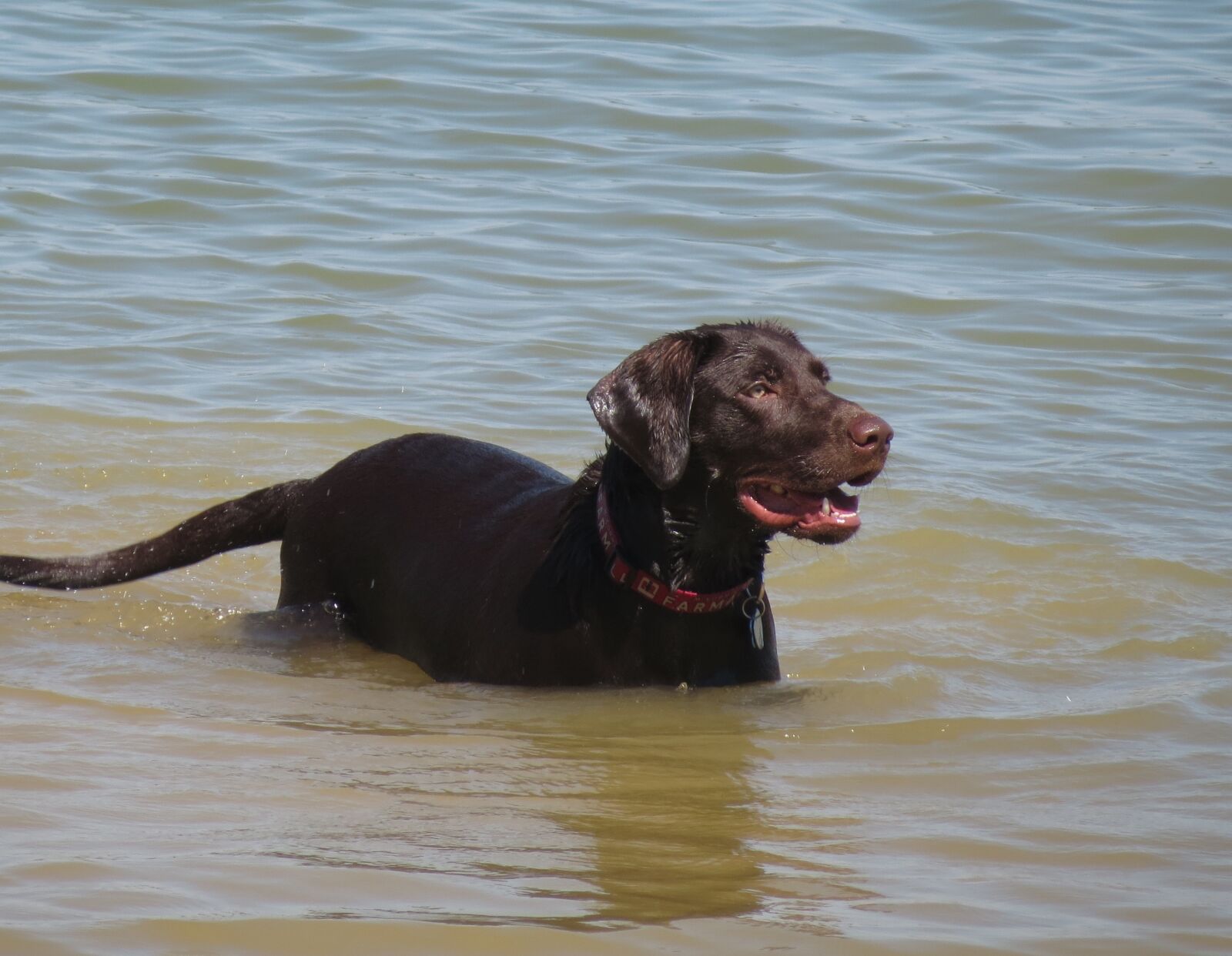 Canon PowerShot SX40 HS sample photo. Dog, pup, puppy photography