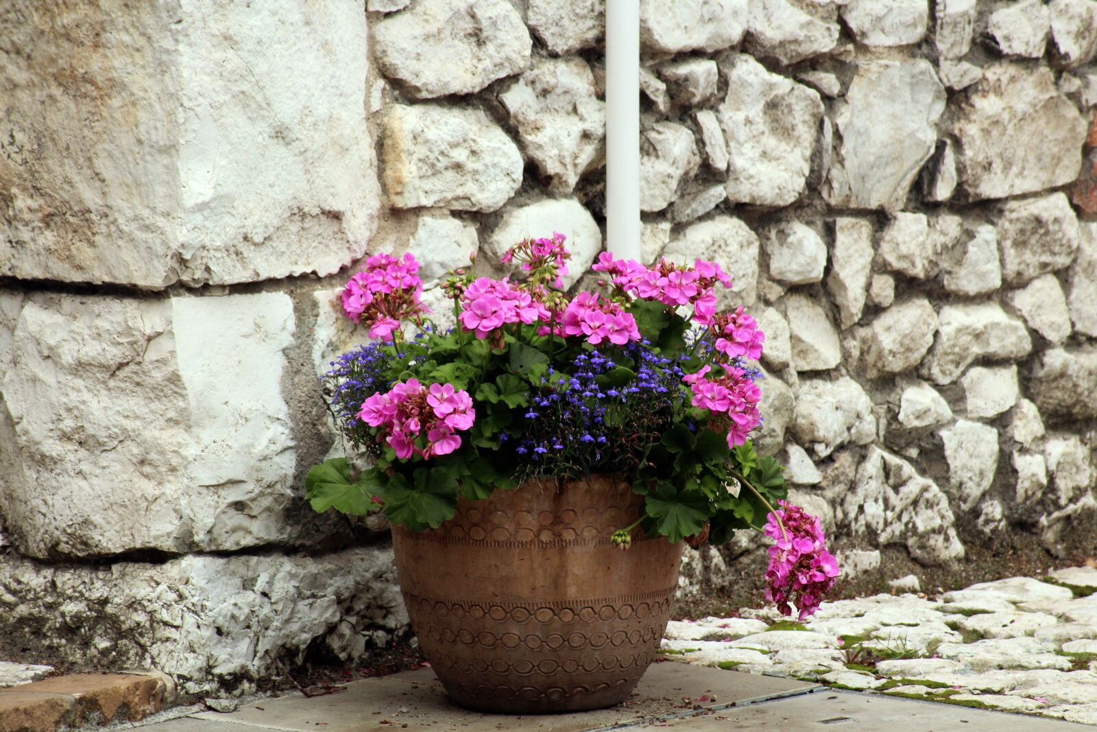 Canon EOS 1200D (EOS Rebel T5 / EOS Kiss X70 / EOS Hi) sample photo. Bowl, flowers, decoration photography