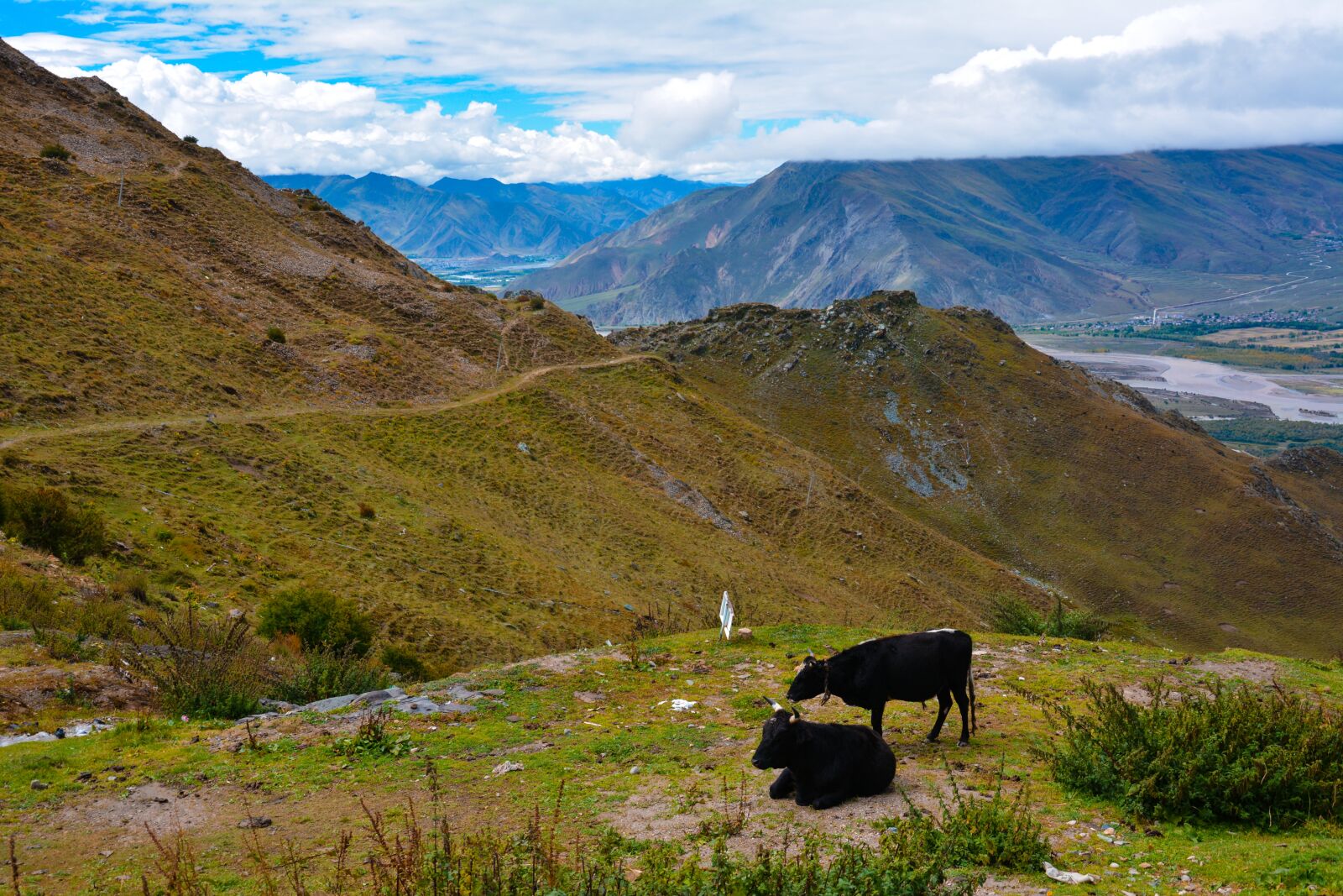 Nikon D5200 sample photo. Cows, mountain, alps photography
