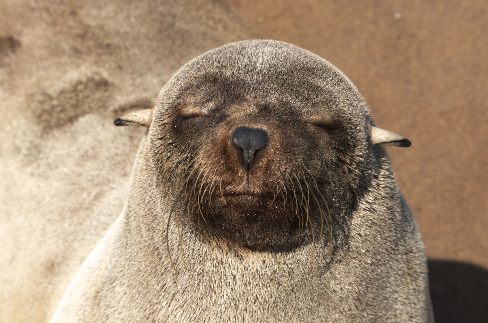 Nikon D5100 sample photo. Seal pelts, robbe, seal photography