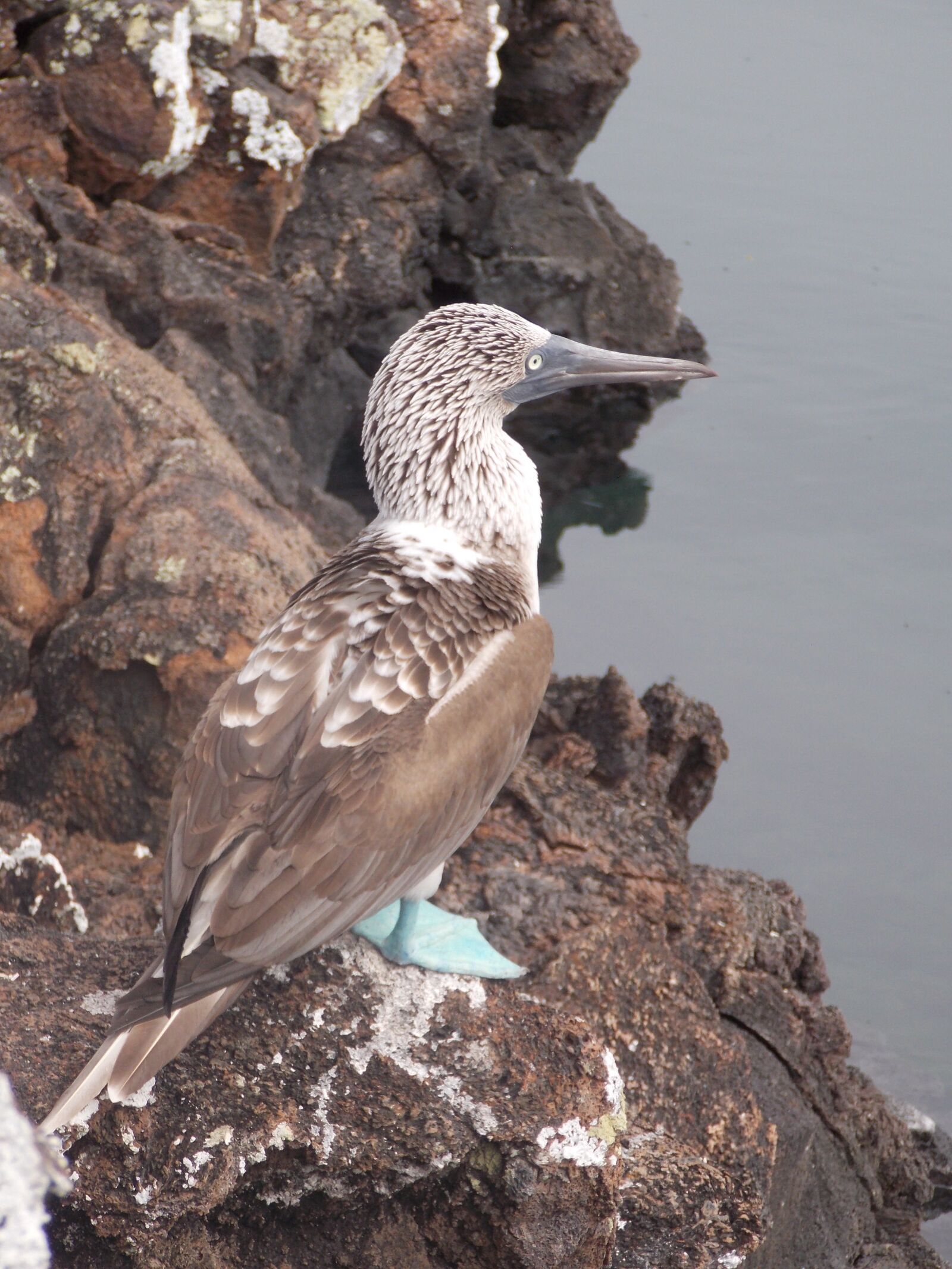 Nikon Coolpix L810 sample photo. Booby, booby blue footed photography