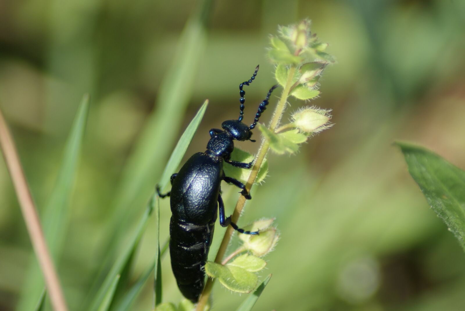 Sony Alpha DSLR-A300 sample photo. Beetle, oil beetle, insect photography