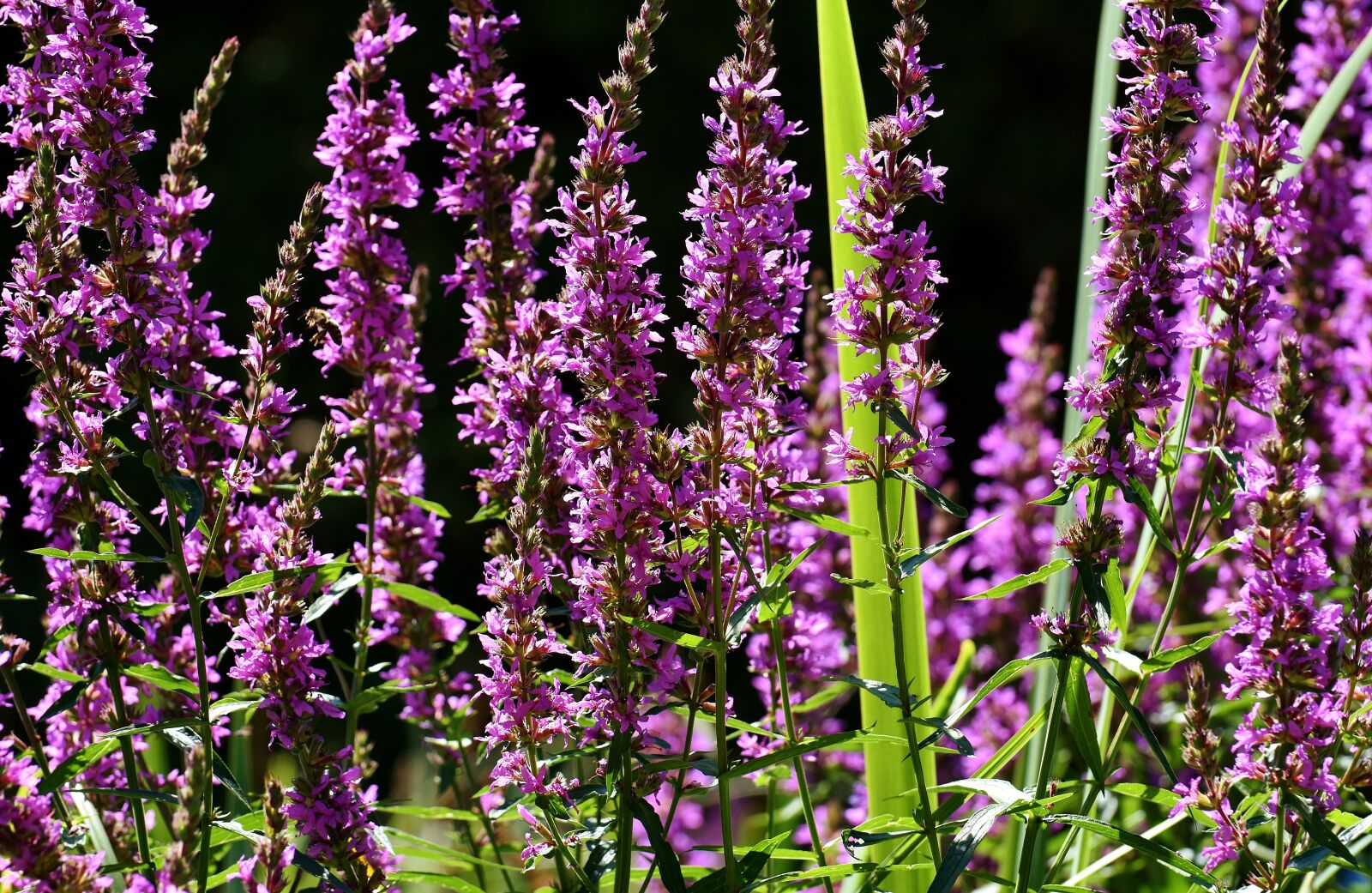 Nikon D7200 sample photo. Flowers, summer, plant photography