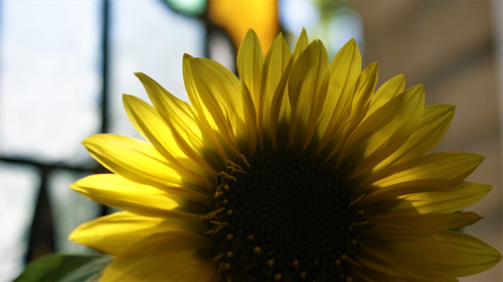 Sony Alpha DSLR-A350 sample photo. Sunlight, petals, sunflower photography