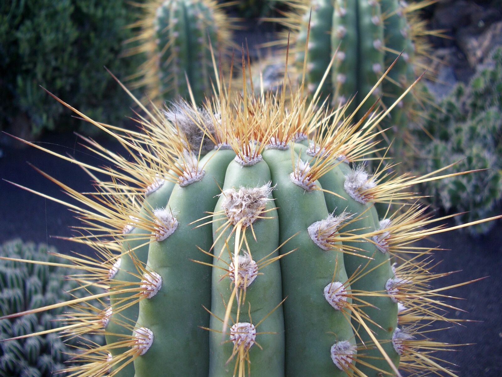 Pentax OPTIO S4 sample photo. Cactus, thorn, desert photography