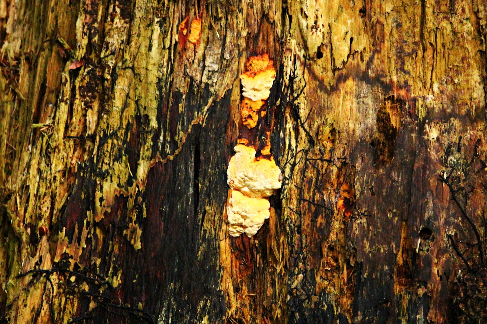 Canon EOS 100D (EOS Rebel SL1 / EOS Kiss X7) sample photo. Mushroom, sponge, dead wood photography