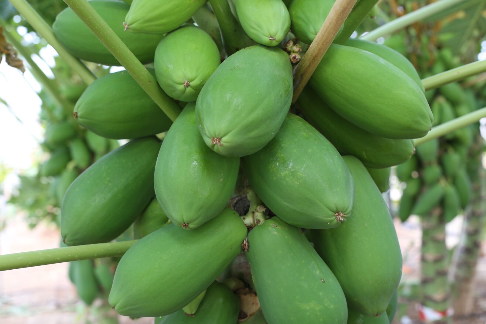 Canon EOS 6D + Canon EF 50mm F1.4 USM sample photo. Papaya, green, fruit photography