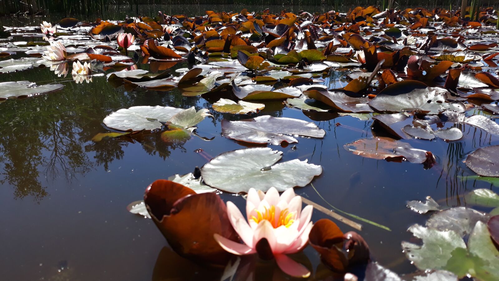 Samsung Galaxy J5 sample photo. Waterlilies, water, pond photography