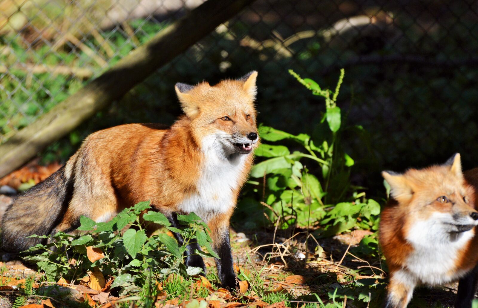 Nikon D3200 sample photo. Fuchs, red fox, predator photography