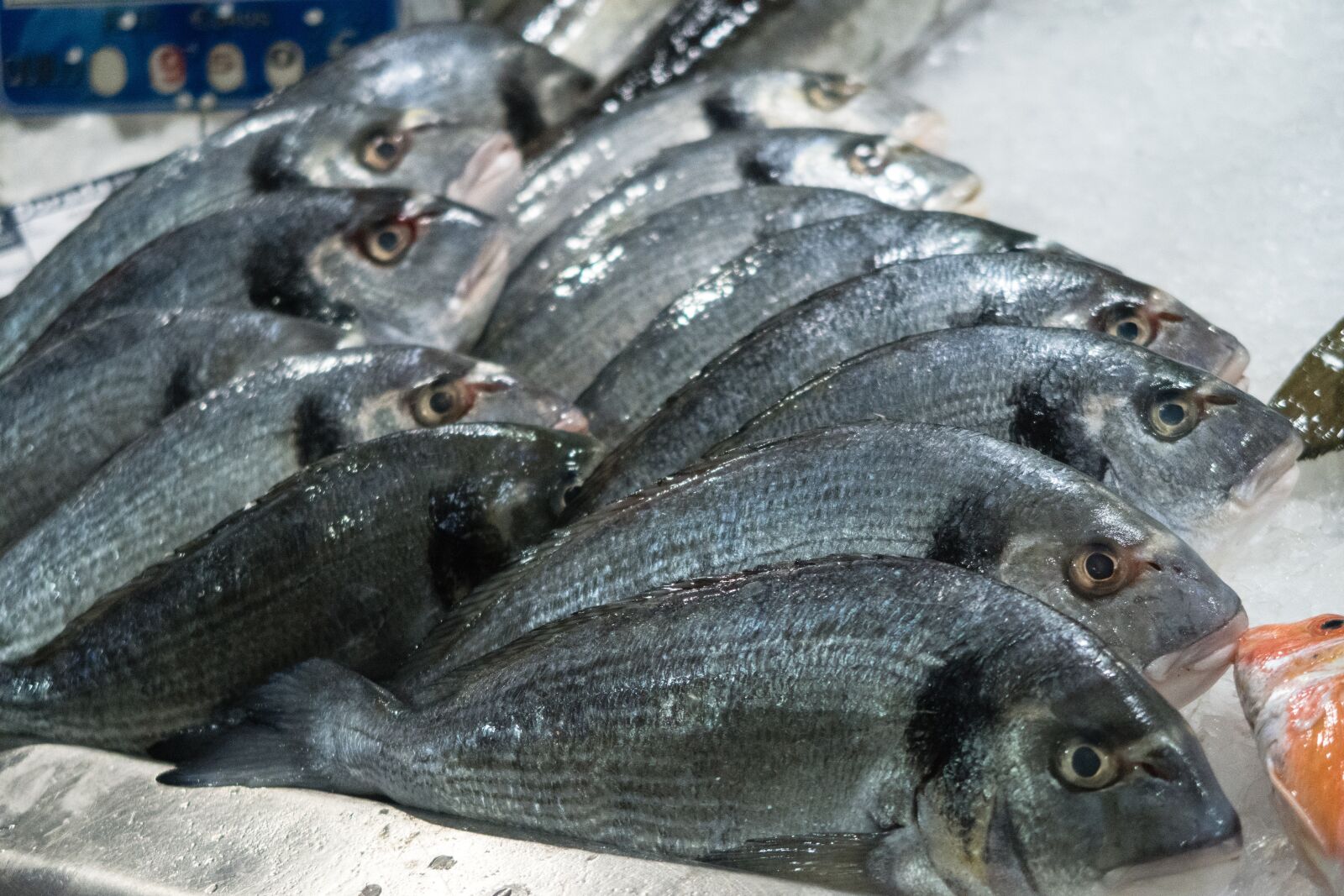 Canon PowerShot G7 X Mark II sample photo. Fish, food, market photography